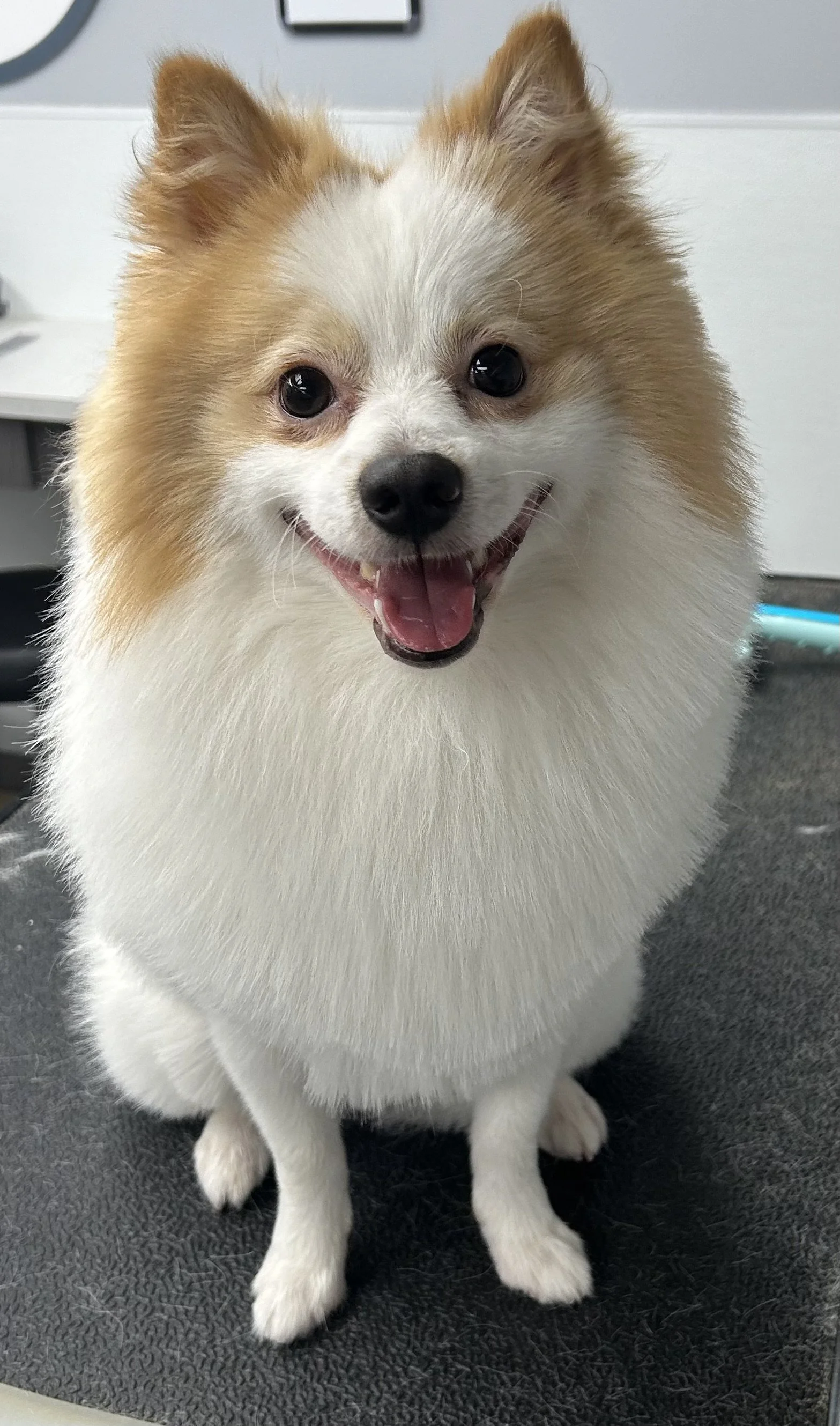 A happy, smiling Pomeranian dog with fluffy fur, sitting on a black surface in an indoor setting.