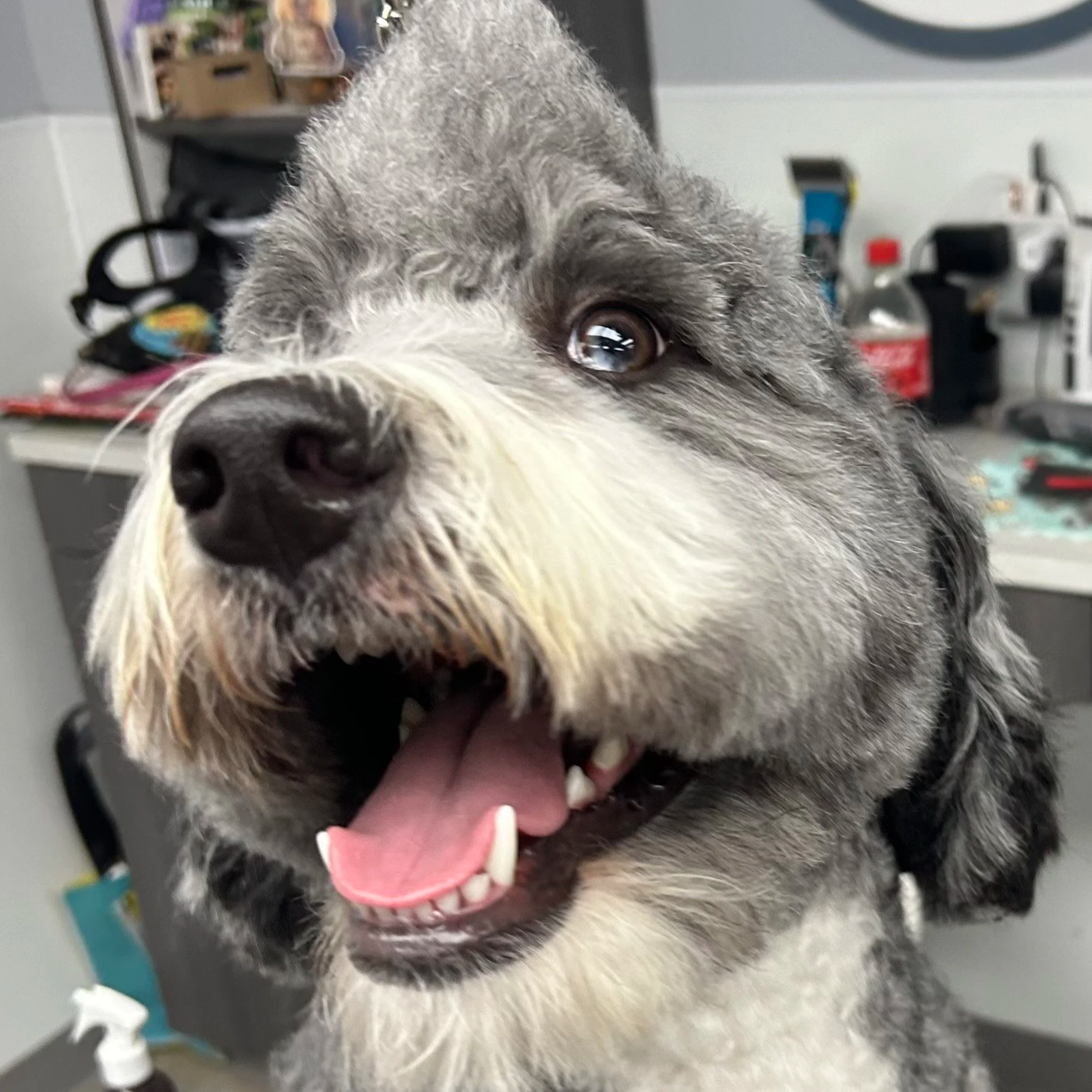 Close-up of a happy, smiling Australian Shepherd puppy with a gray, white, and black coat, showing its tongue and teeth, in an indoor setting with cluttered background.