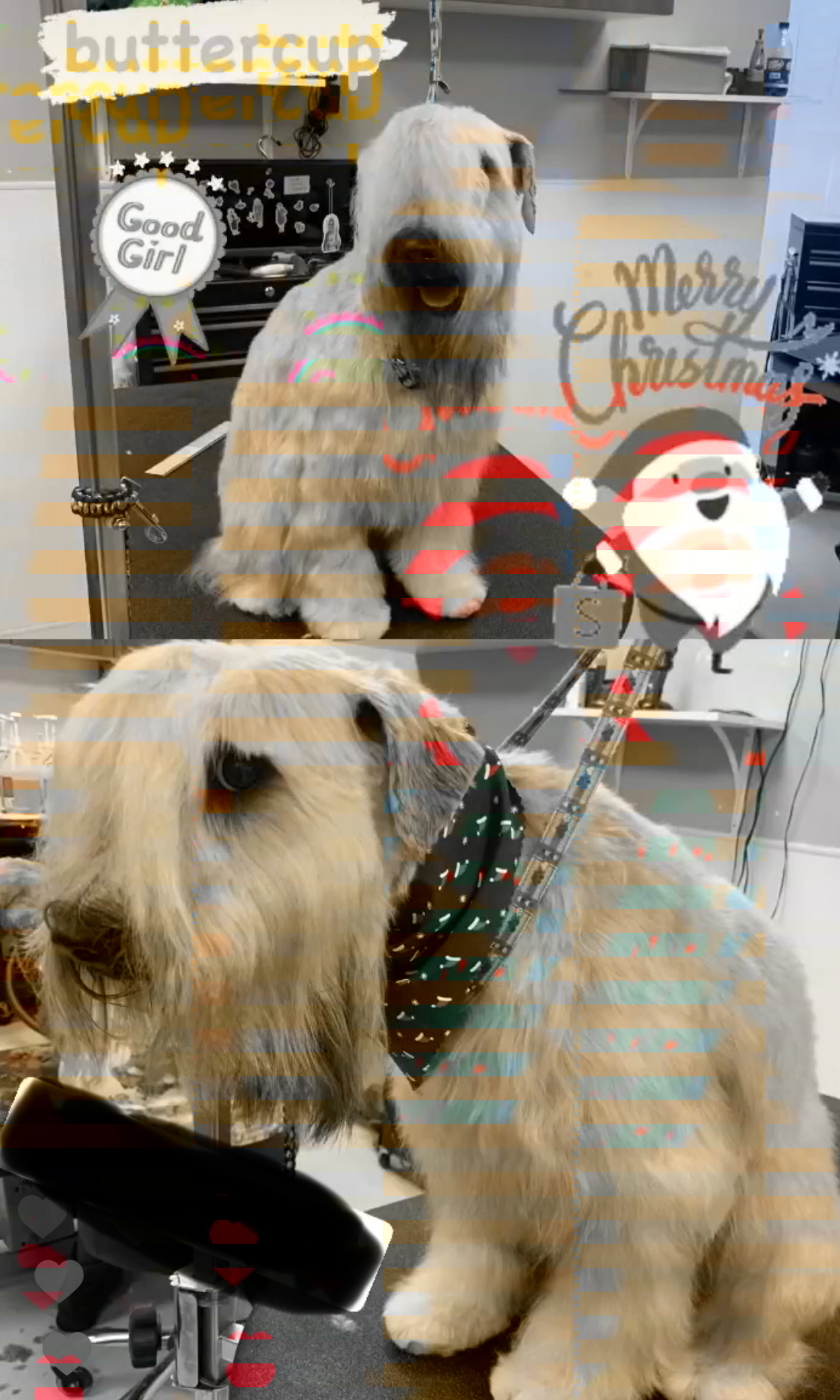 Two golden retriever dogs in a pet grooming salon with Christmas decorations and signs, one sitting on a grooming table and the other standing on the floor.