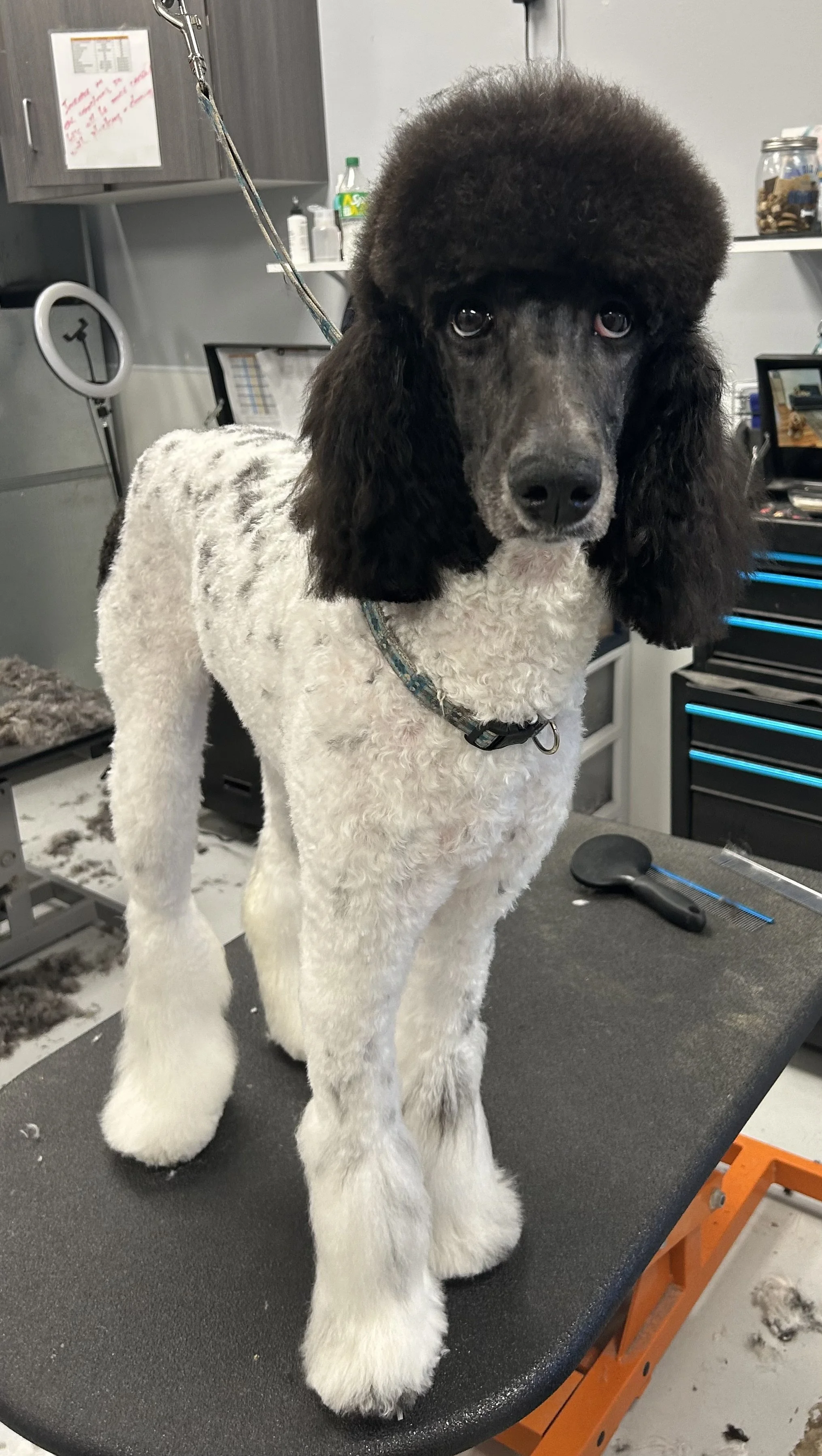 A dog standing on a grooming table in a grooming salon, with grooming tools nearby and grooming products on shelves in the background.