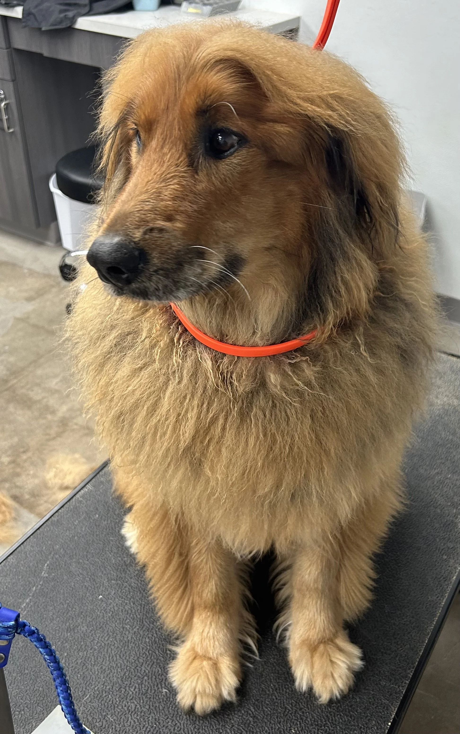 A fluffy golden retriever dog sitting on a grooming table at a vet clinic or grooming salon, with a red collar around its neck and a calm expression.