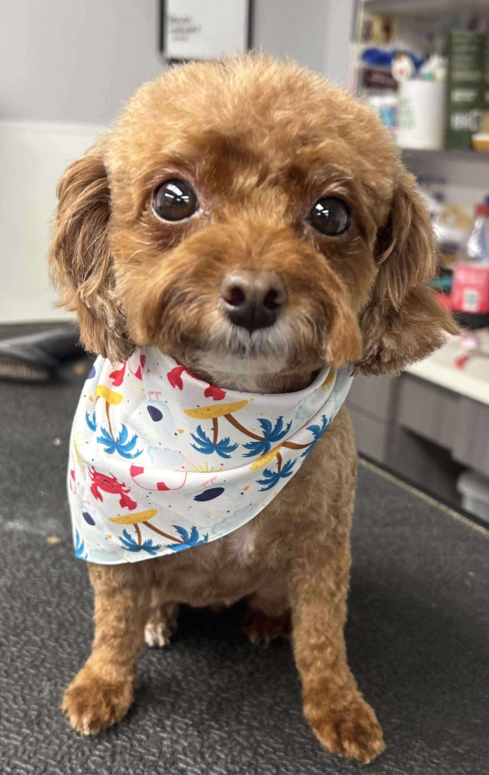 A small brown dog with curly fur wearing a colorful bandana, sitting on a black surface indoors with blurred background.