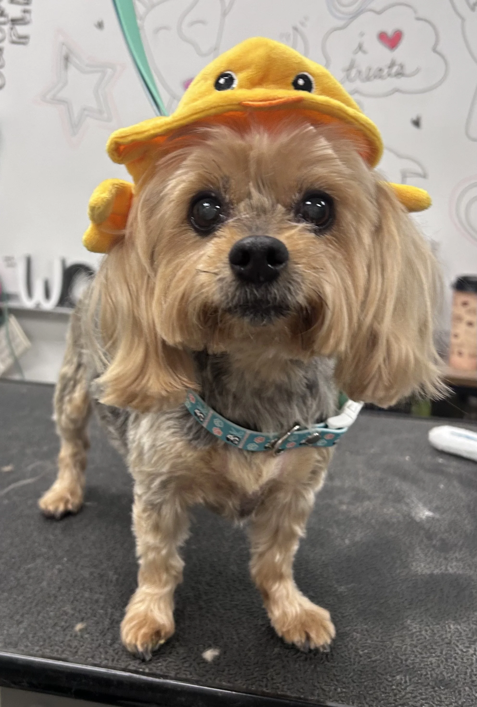 A small dog with tan and gray fur wearing a blue collar and a yellow duck hat with a little duck face and orange beak, on a table or grooming station.