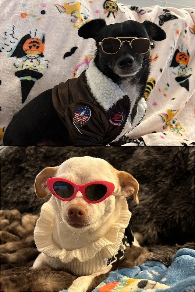 Two dogs wearing sunglasses and sweaters. The black dog in the top image is wearing a bomber jacket with patches and sunglasses, sitting on a Halloween-themed blanket. The light-colored dog in the bottom image is wearing a ruffled sweater and red sun