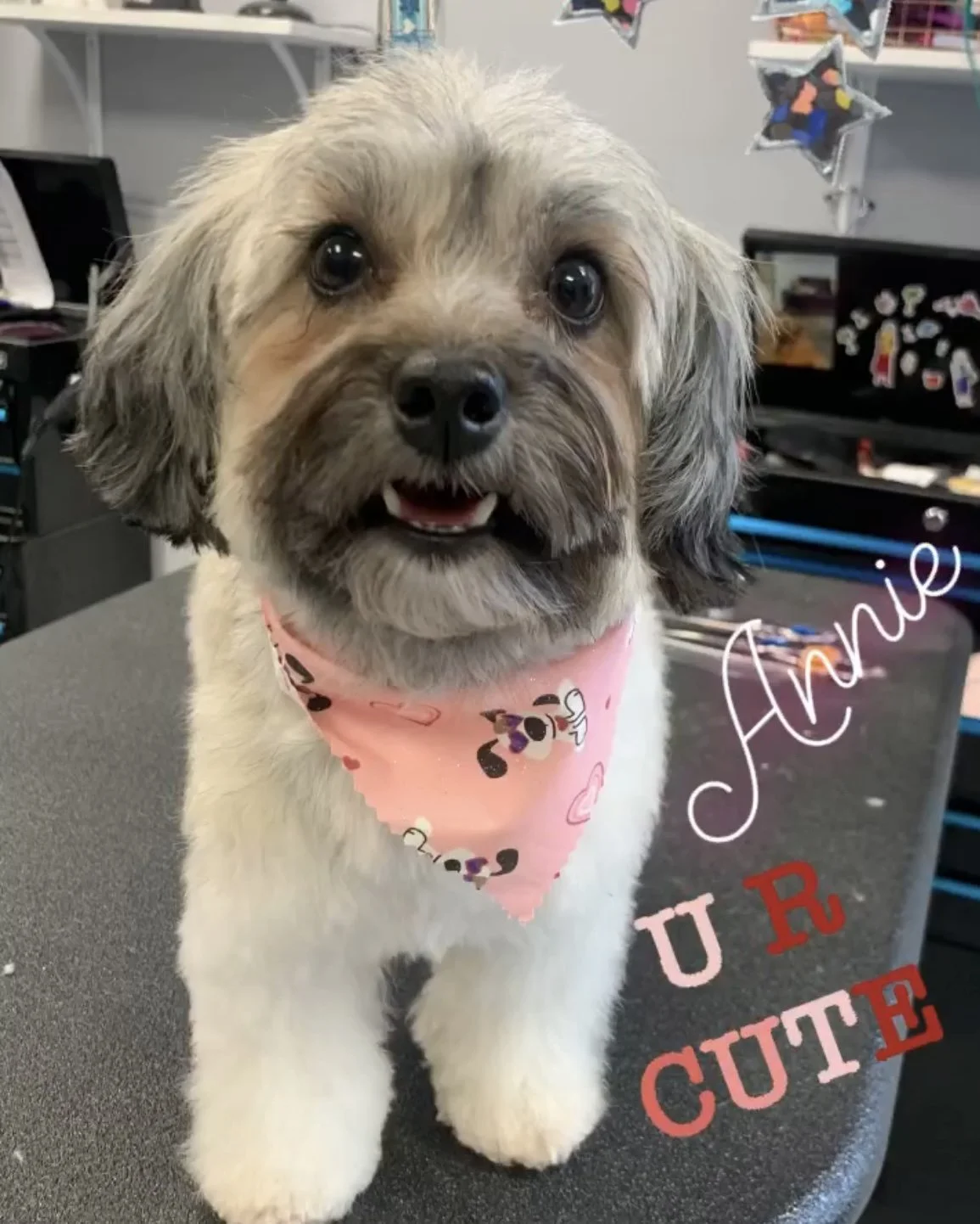 A cute small dog with gray and white fur, wearing a pink bandana with cartoon dog prints, sitting on a table inside a pet shop. The words "Animal U R CUTE" are written on the image.