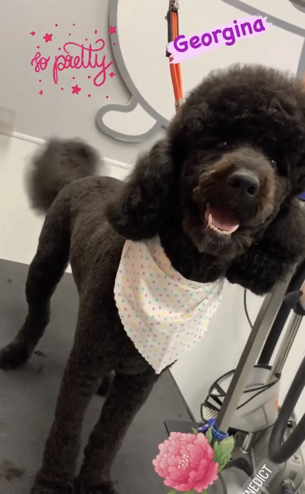 A happy black poodle wearing a polka dot bandana at a grooming salon, with colorful digital text and graphics overlayed.