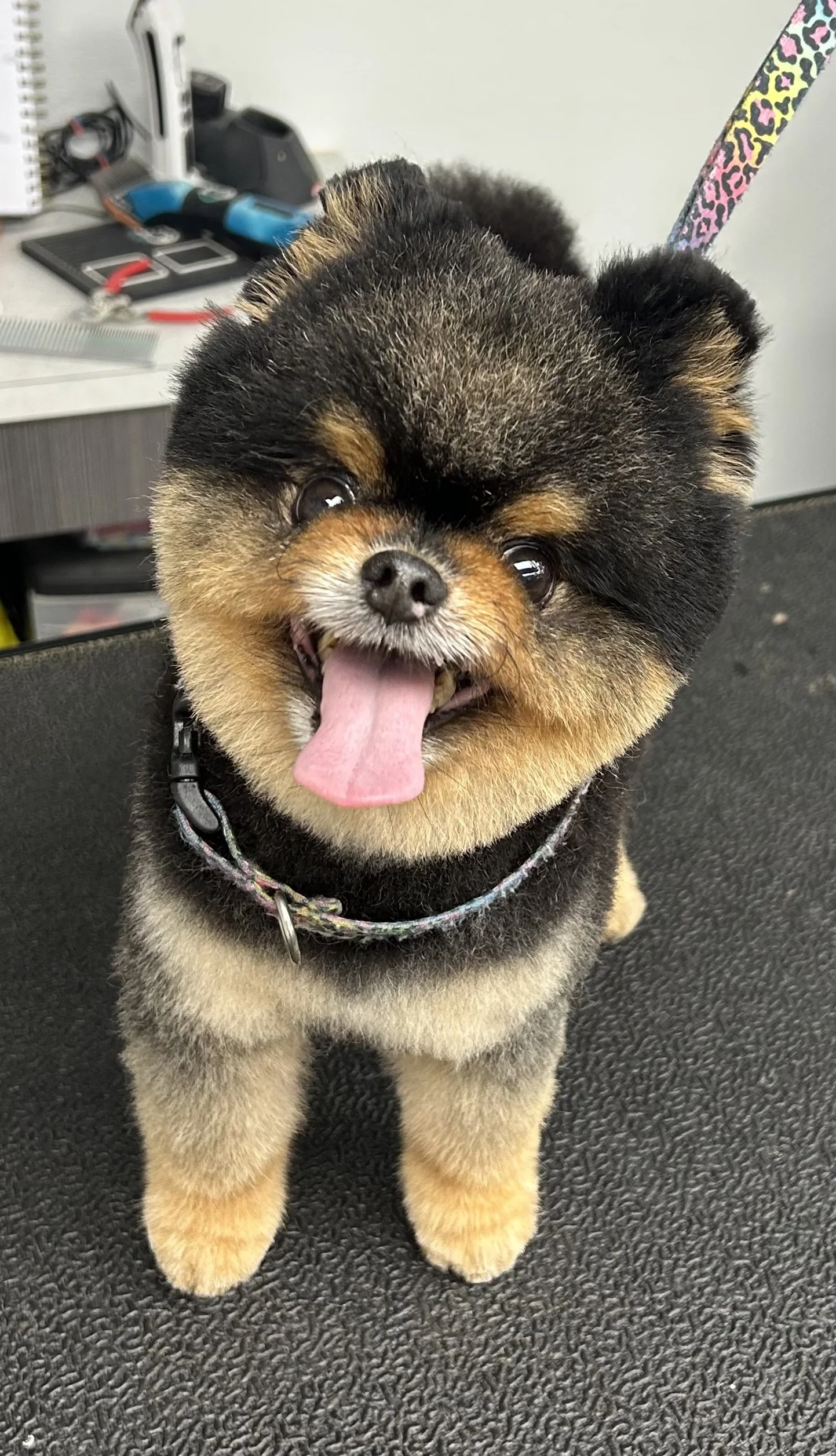 A cute black and tan Pomeranian puppy with its tongue out, sitting on a black textured surface, with a leash attached to its collar, in an indoor setting.