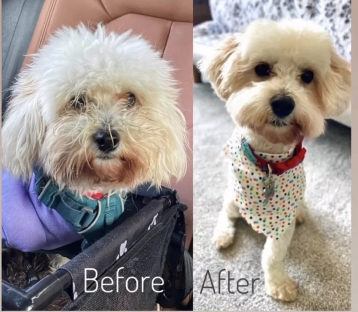 Side-by-side comparison of a fluffy white dog with curly hair, showing before and after grooming. The before picture shows the dog with a wet and messy coat, wearing a teal harness and purple clothing, sitting next to a bag. The after picture shows t