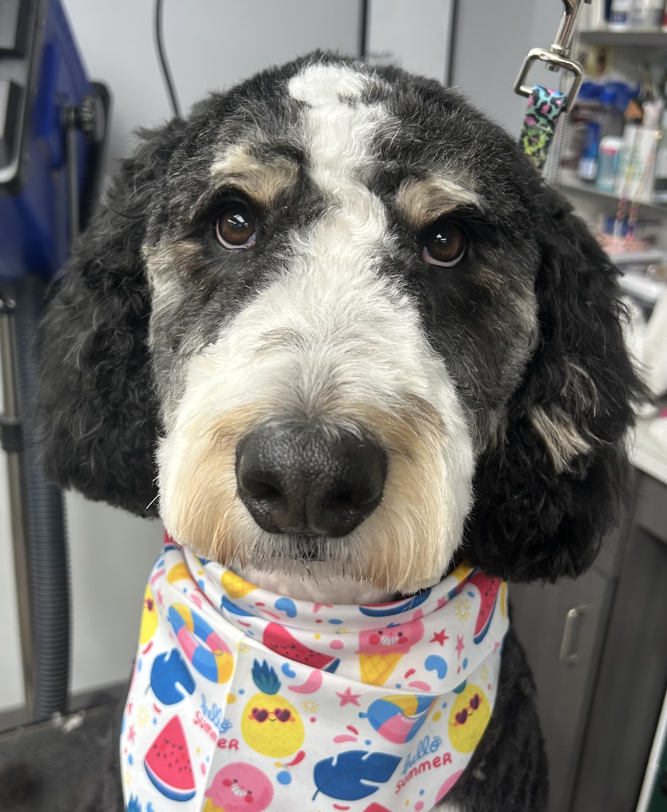 Close-up of a dog with black, white, and gray curly fur wearing a colorful bandana with summer emojis, sitting in a grooming or veterinary clinic.