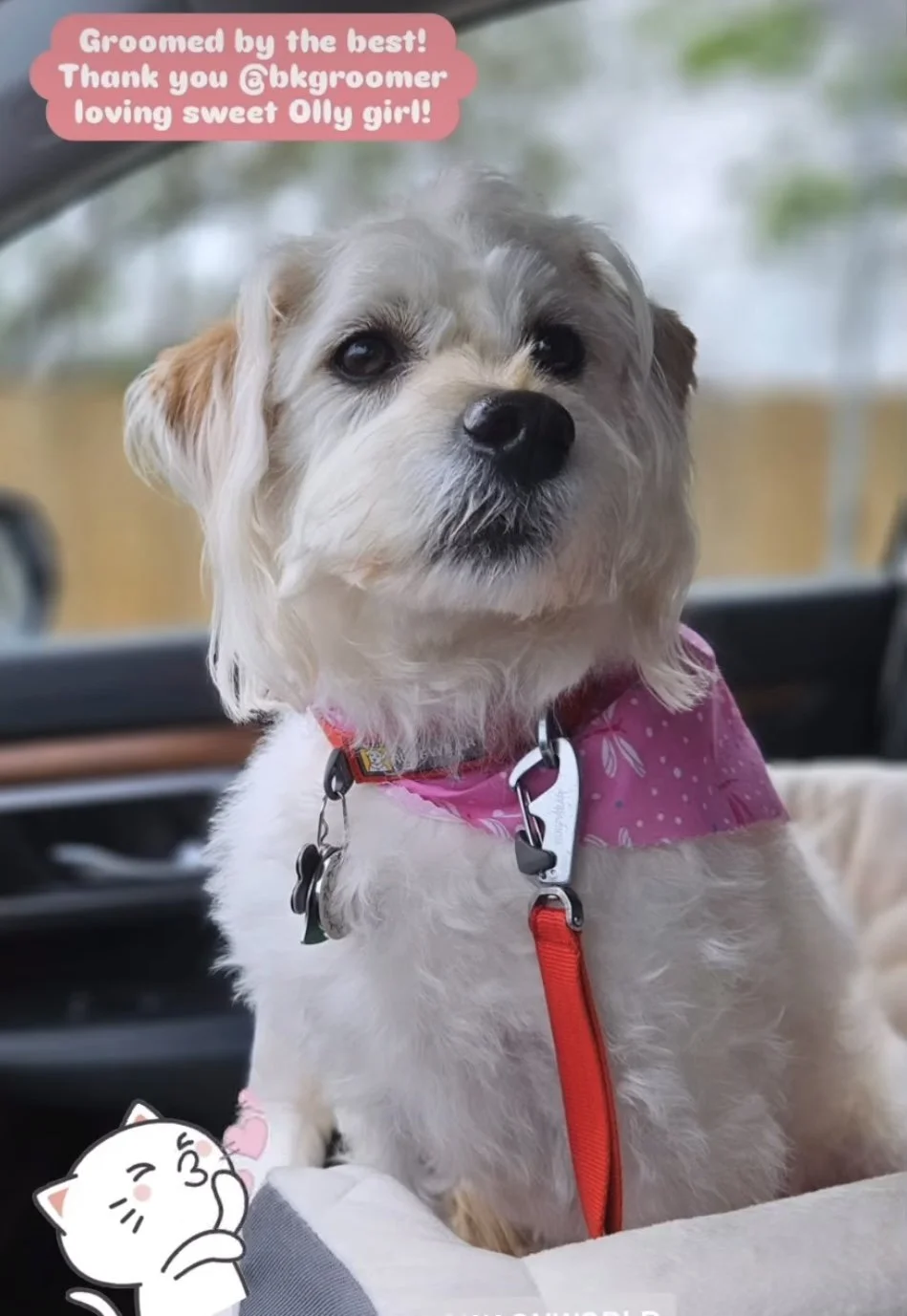 A small dog with light-colored, slightly curly fur and dark eyes sitting inside a vehicle, wearing a pink bandana. There is a pink speech bubble saying, "Groomed by the best! Thank you @bkbgroomer loving sweet Olly girl!" A white cartoon cat sticker 