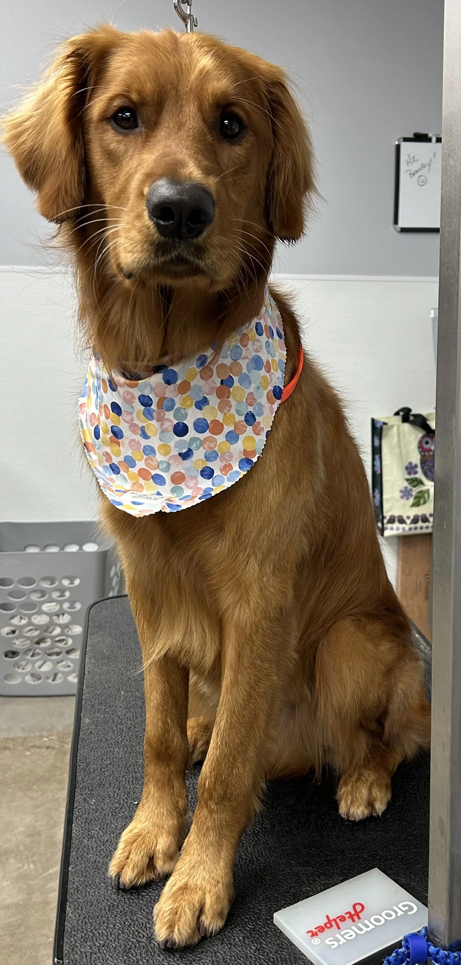 A sitting golden retriever wearing a multicolored polka dot bandana, sitting on a grooming table in a pet grooming salon.