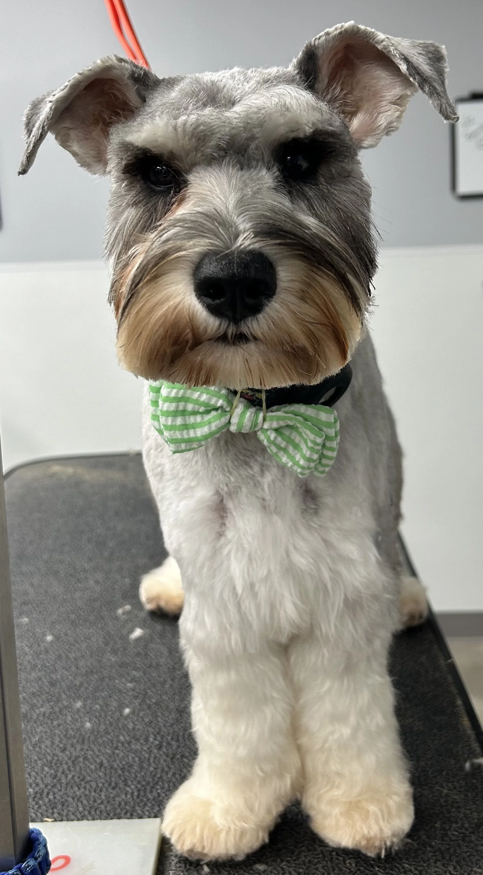 A Schnauzer dog with a green and white striped bow tie, on a grooming table, looking directly at the camera.