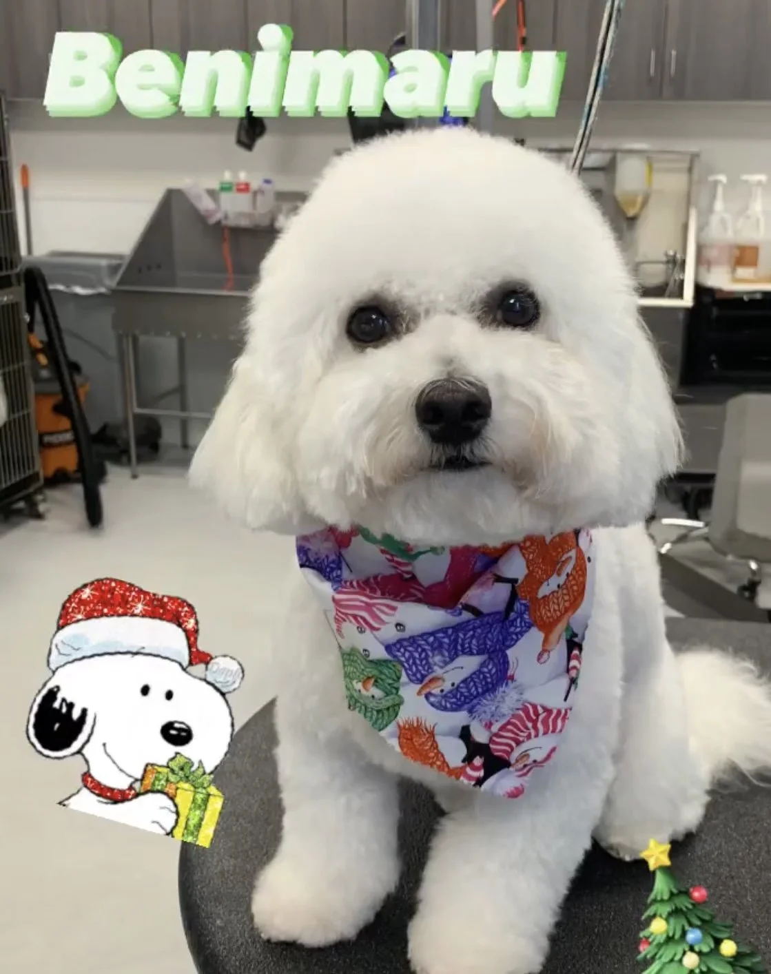 A white fluffy dog wearing a colorful bandana with Christmas-themed print, sitting on a grooming table in a pet grooming salon, with holiday decorations added to the photo, including a sticker of Snoopy in a Santa hat and a small Christmas tree.