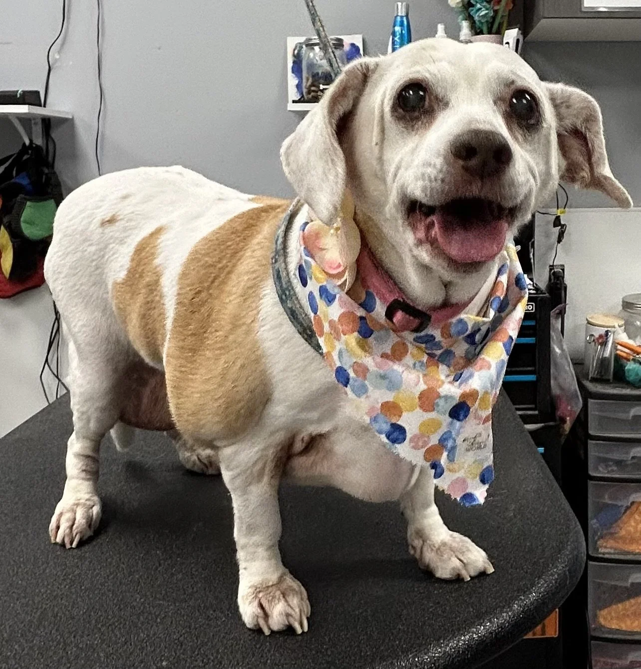 A happy dog with a colorful polka dot bandana standing on a grooming table in a grooming salon.