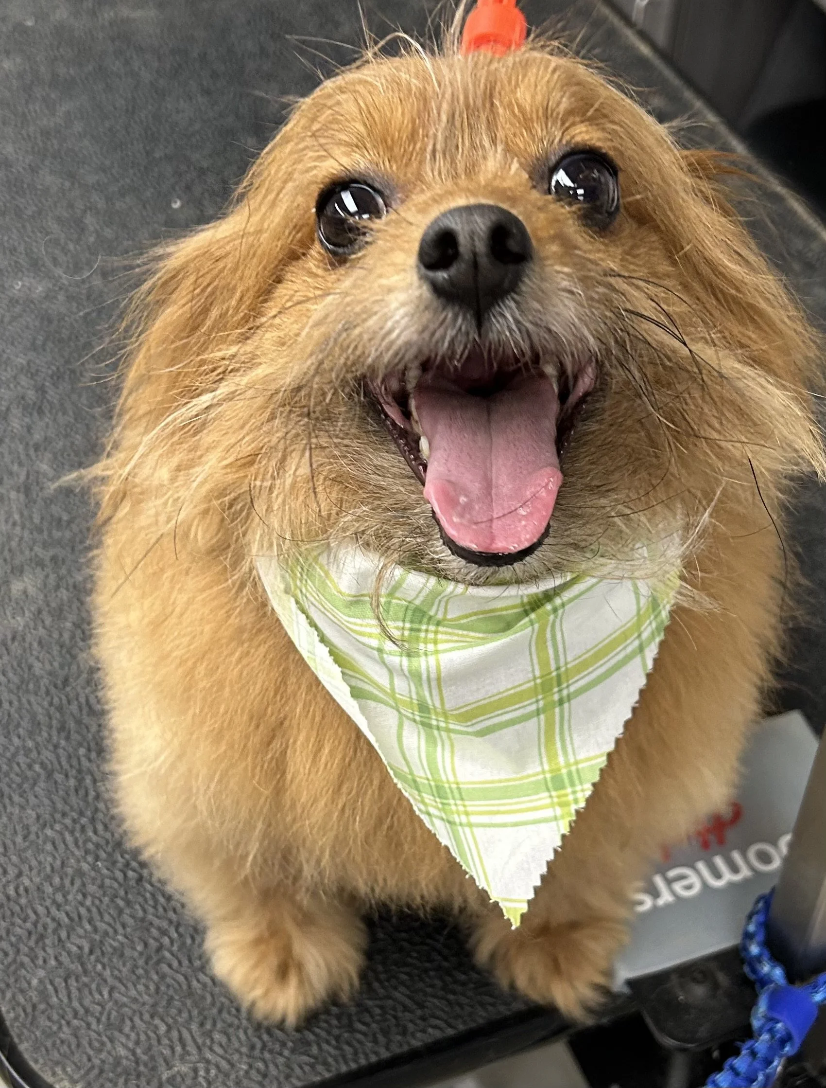 A happy small dog with brown fur wearing a green and white checked bandana, sitting on a black surface.