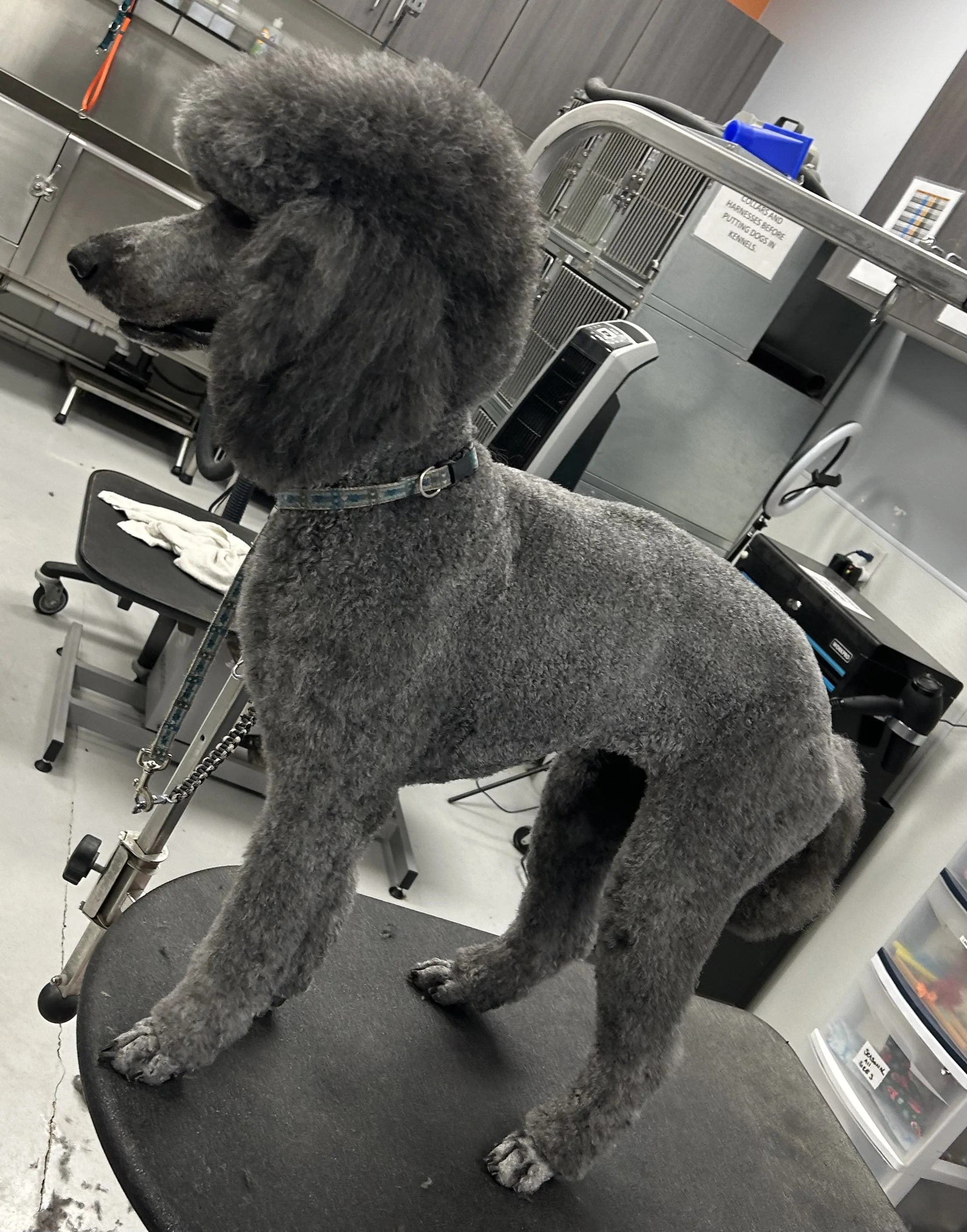 A poodle dog with a pre-grooming haircut standing on a grooming table in a pet grooming salon.