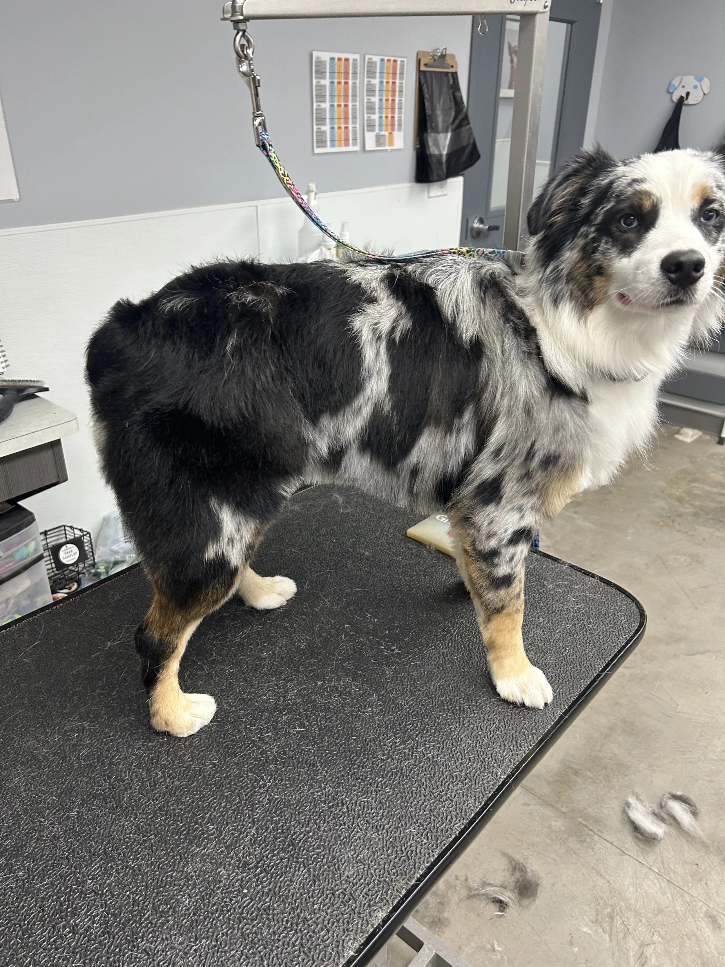 Australian Shepherd dog standing on a grooming table at a veterinary clinic or grooming salon, with a leash attached. Background includes a gray wall, a chart, and grooming supplies.