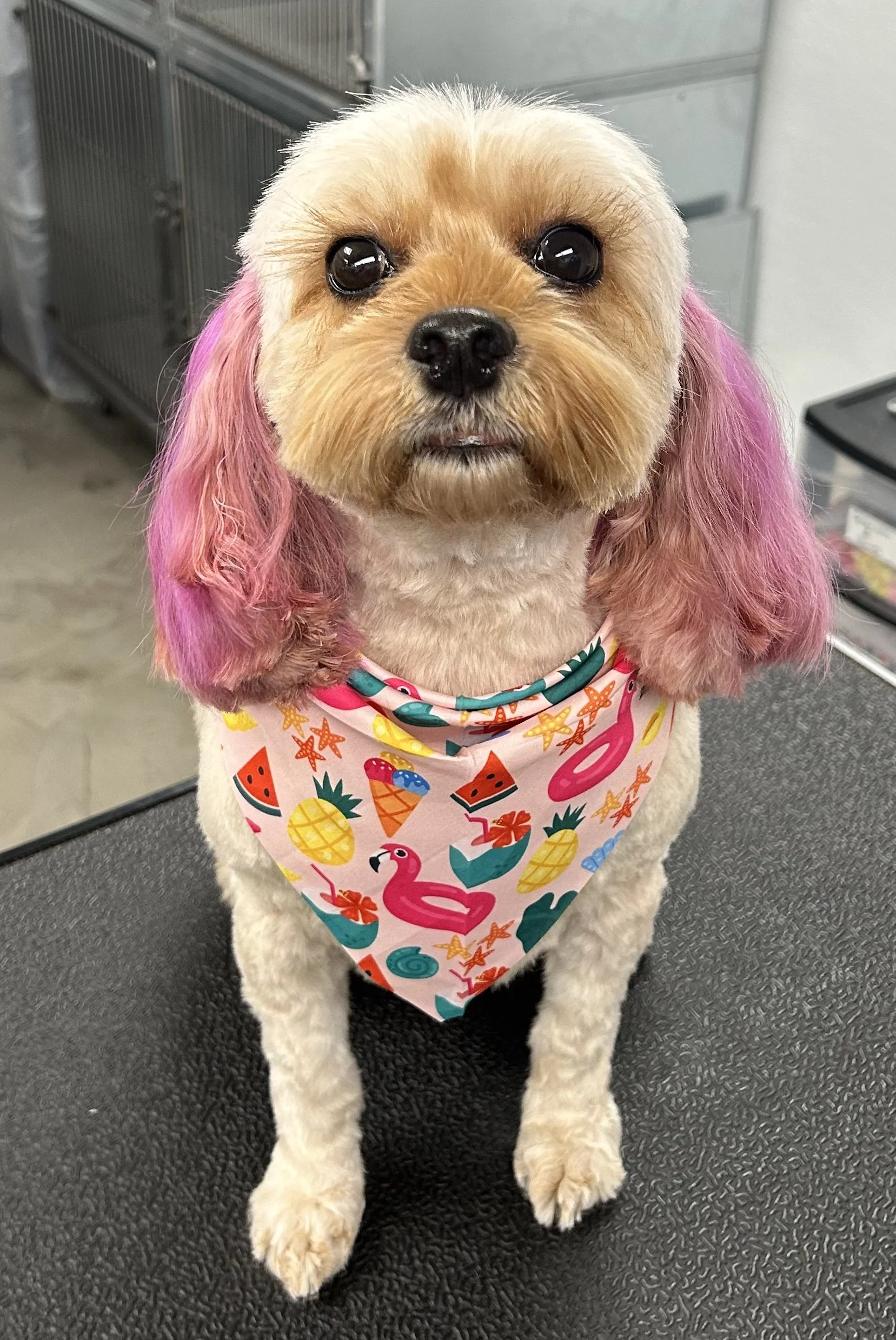 A small dog with pink-dyed ears wearing a colorful bandana with summer-themed prints, sitting on a grooming table.
