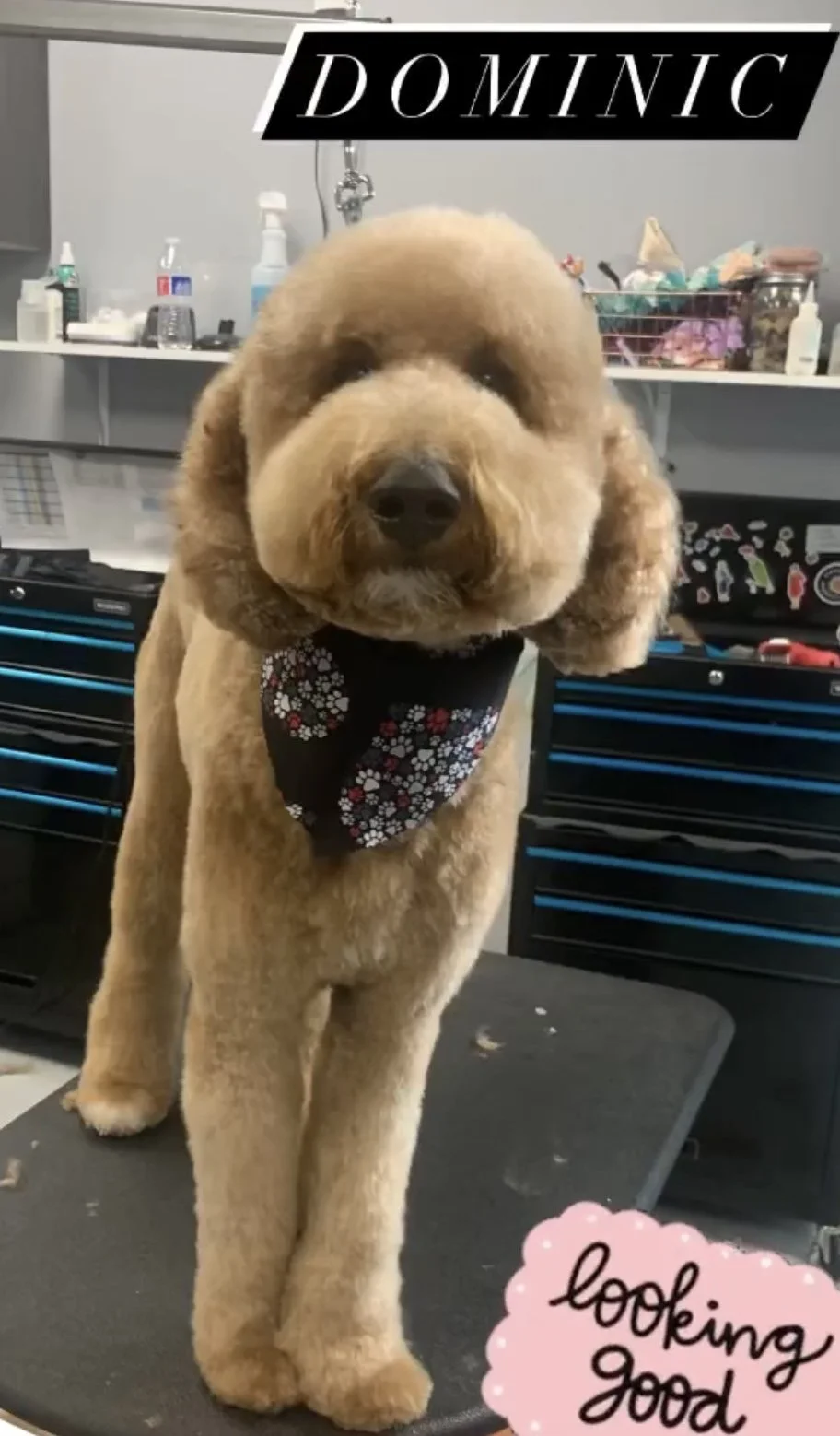 A friendly brown dog with fluffy ears, wearing a black bandana with white and red floral patterns, standing on a grooming table in a pet grooming salon. The image has text overlay that says "DOMINIC" at the top and "looking good" at the bottom.