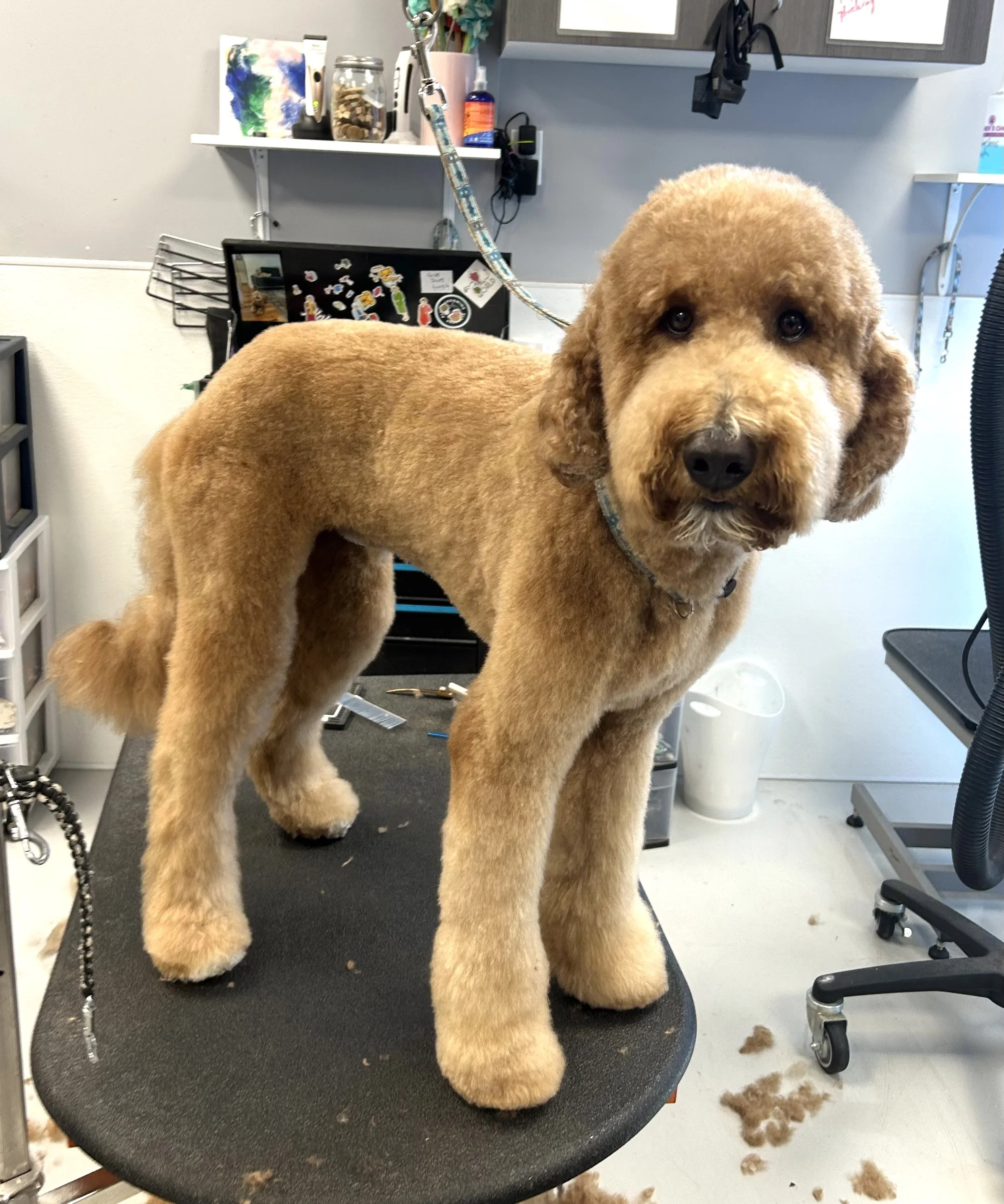 A freshly groomed tan poodle standing on a black grooming table in a pet grooming salon.