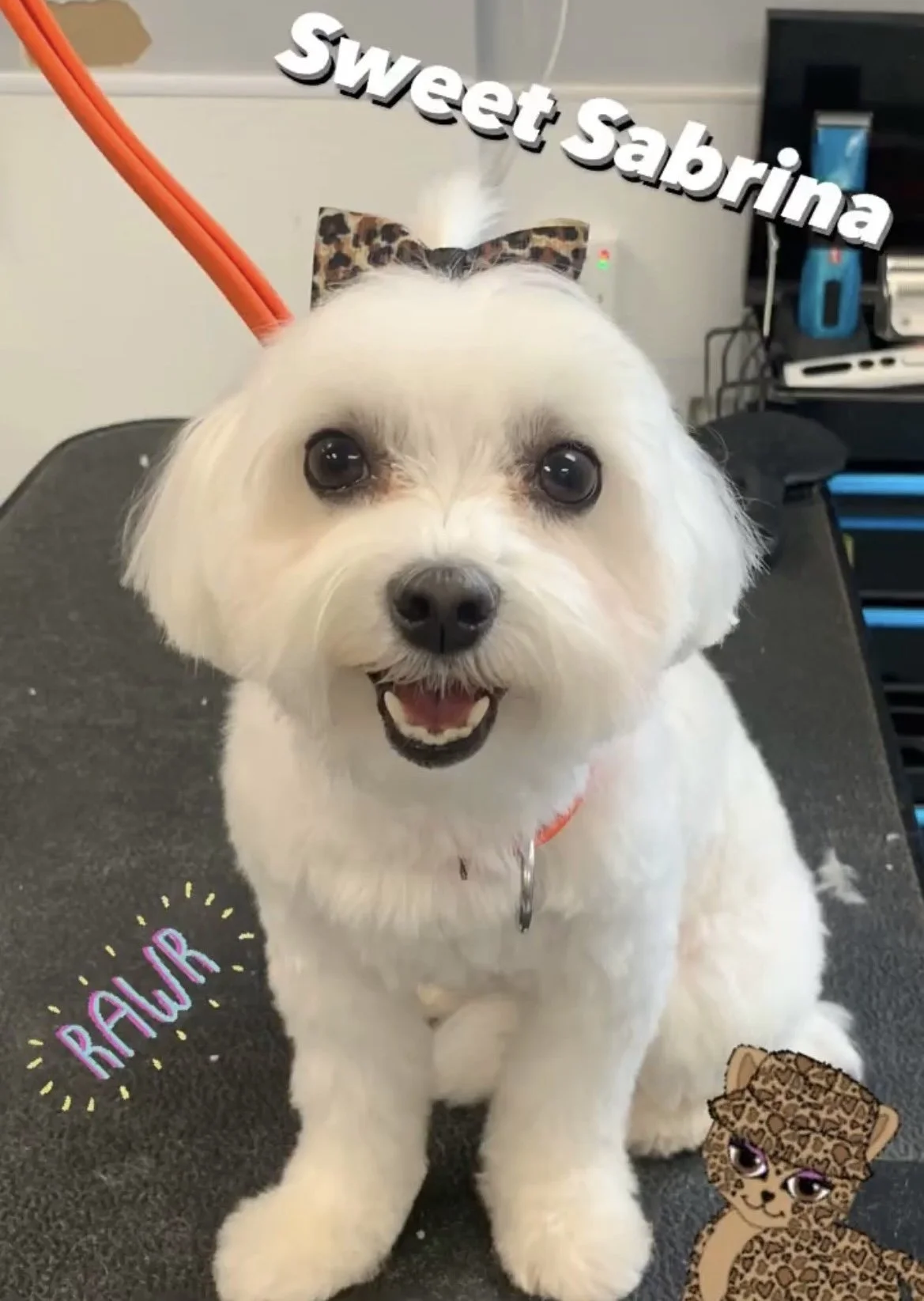 Cute white dog with big eyes and a wide smile, sitting on a grooming table, wearing a leopard print bow on its head, with decorative text saying ‘Sweet Sabrina’ and ‘RAWR,’ and a cartoon of a cheetah or leopard nearby.