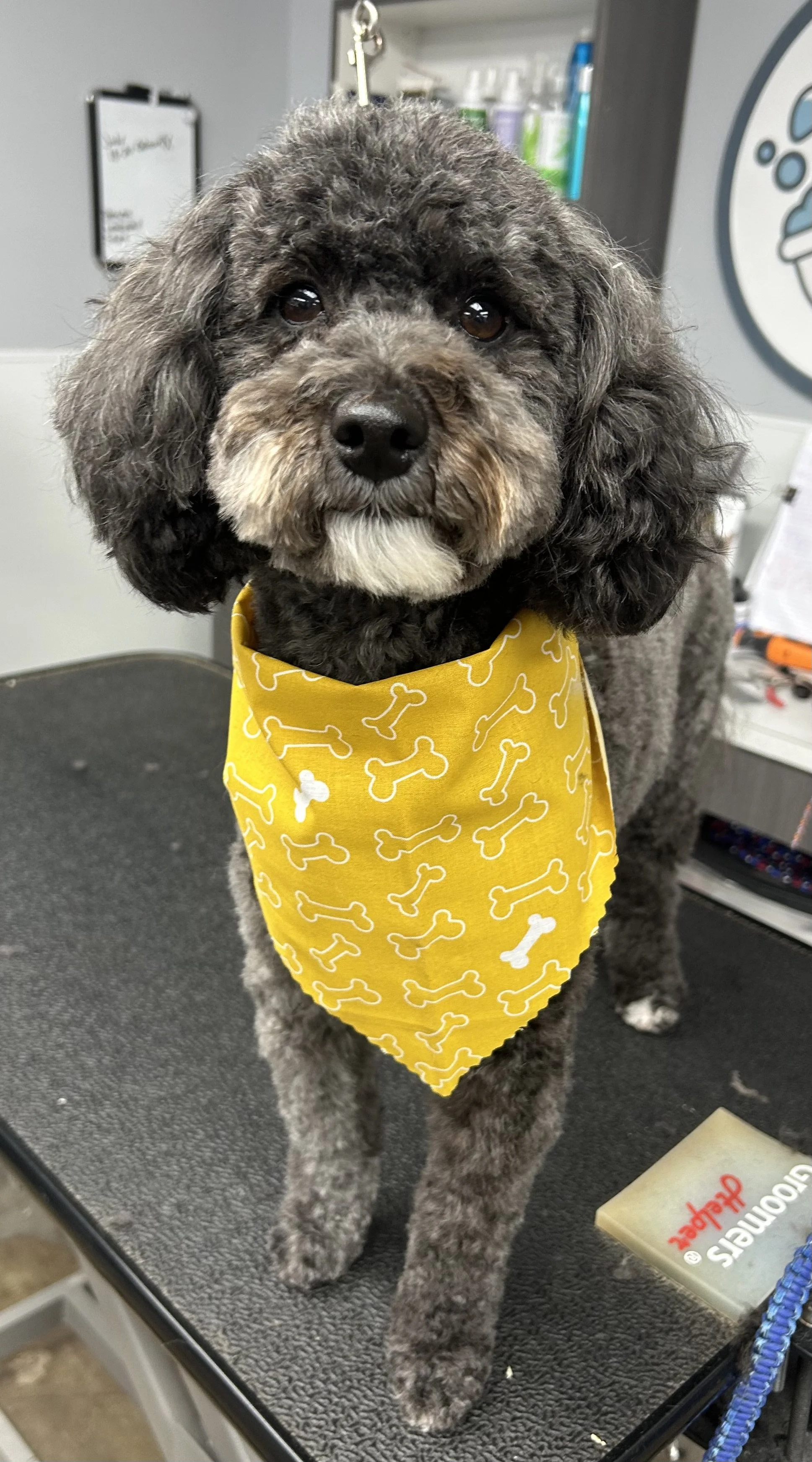 A small dog with curly black and gray fur wearing a yellow bandana with white bone patterns, standing on a grooming table in a pet grooming salon.