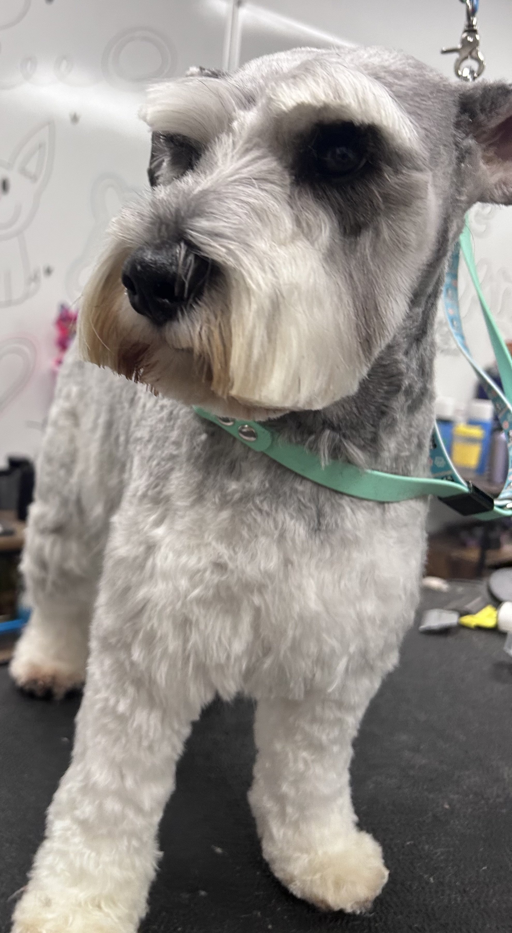 A close-up of a Schnauzer dog with a freshly groomed, fluffy coat and a green collar, standing on a grooming table.