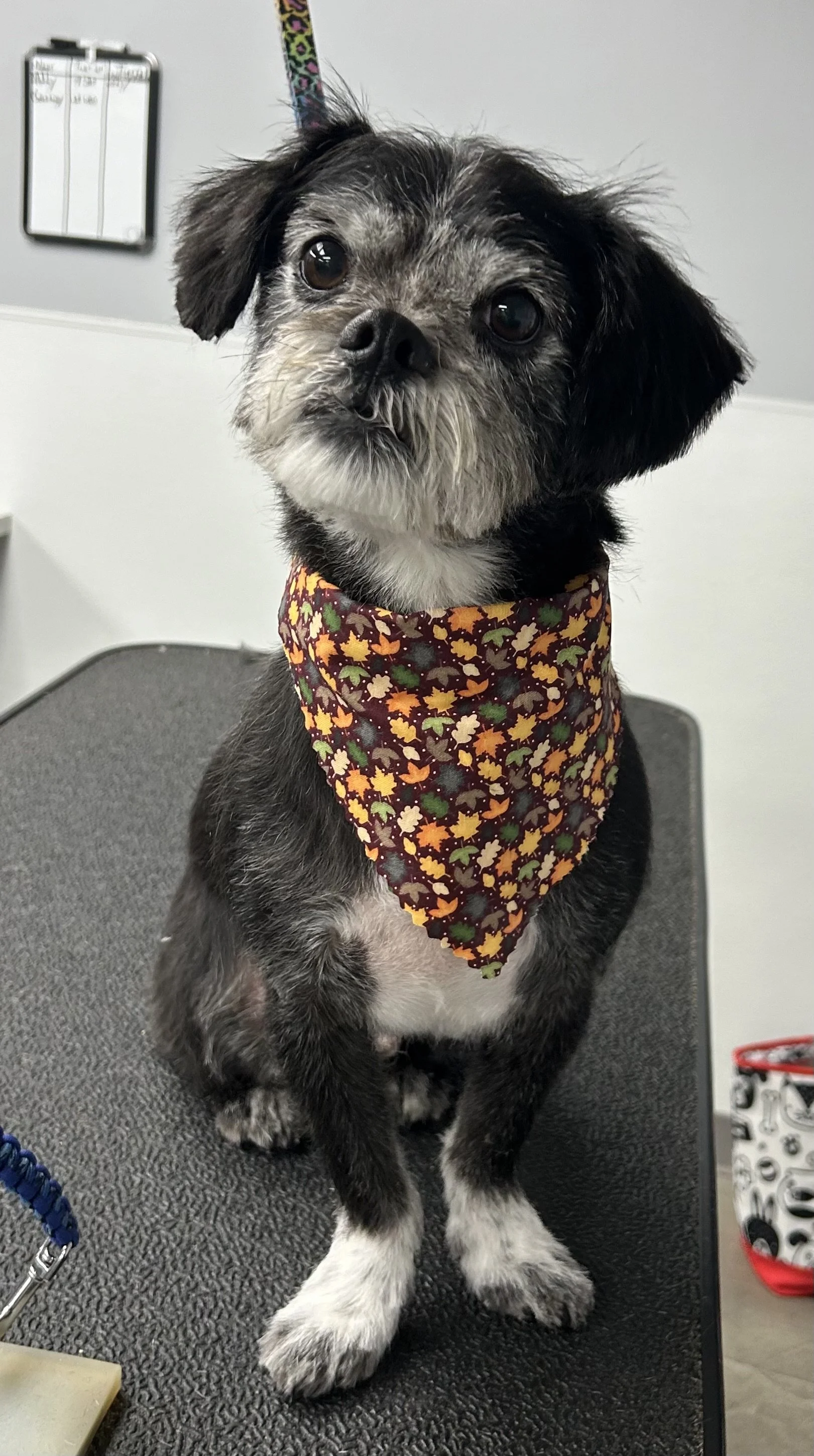 A small dog with black and gray fur, wearing a colorful autumn-themed bandana, sitting on a grooming table inside a pet grooming salon.