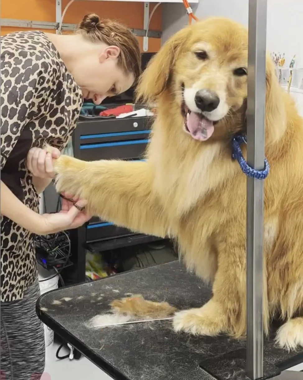 A woman grooming a smiling golden retriever on a grooming table.
