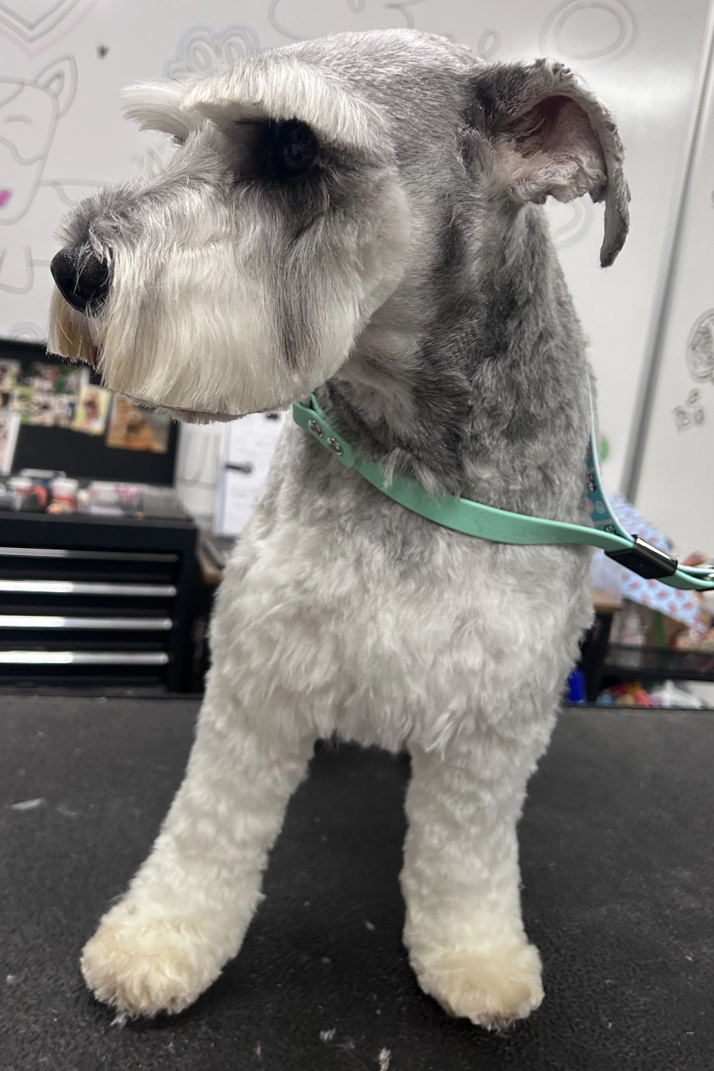 A Schnauzer dog with gray and white fur standing on a grooming table in a grooming salon.