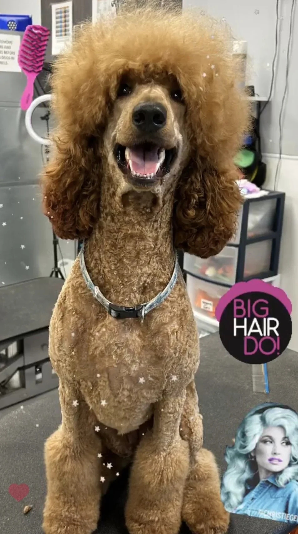 A smiling poodle with a fluffy, large, reddish-brown hairdo, sitting on a grooming table in a grooming salon. There are grooming tools and storage drawers in the background, and a woman with wavy, platinum blonde hair and a denim jacket in a poster o