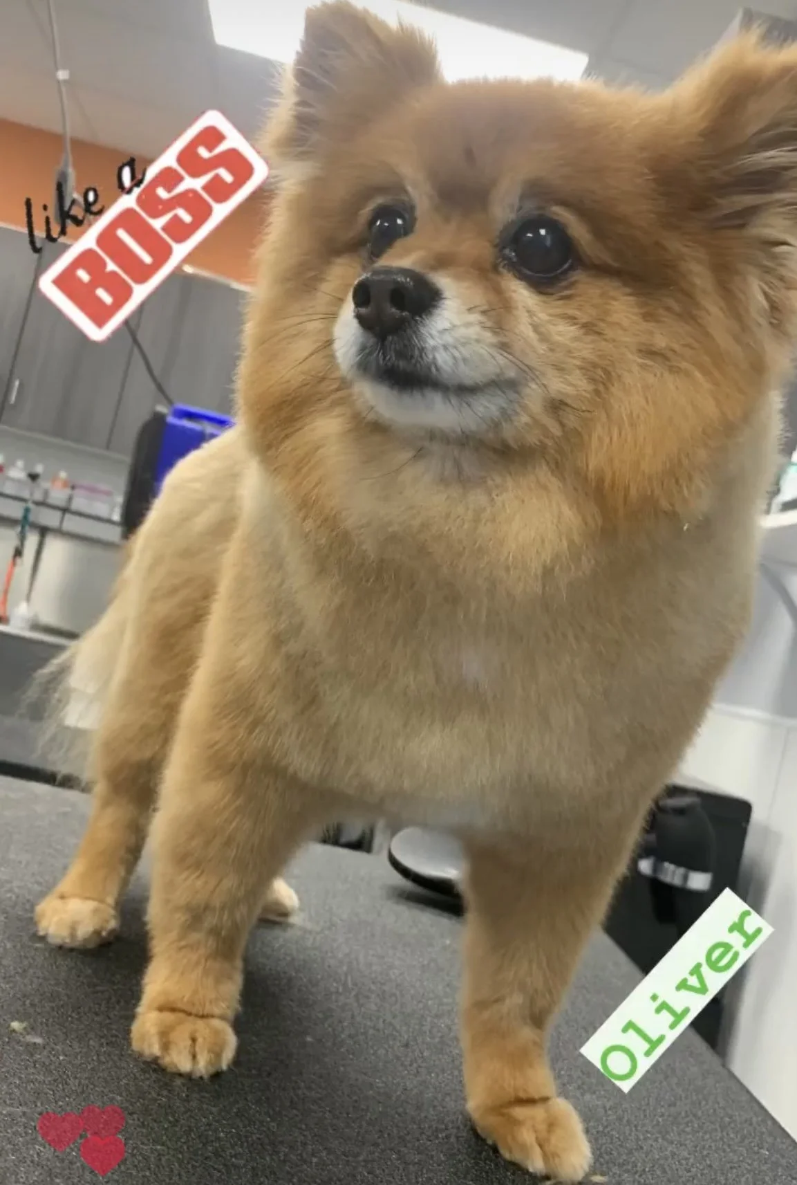 A small, fluffy Pomeranian dog with a tan coat standing on a grooming table, with the words 'like a BOSS' in red and black lettering and 'Oliver' in green lettering overlaid on the image.