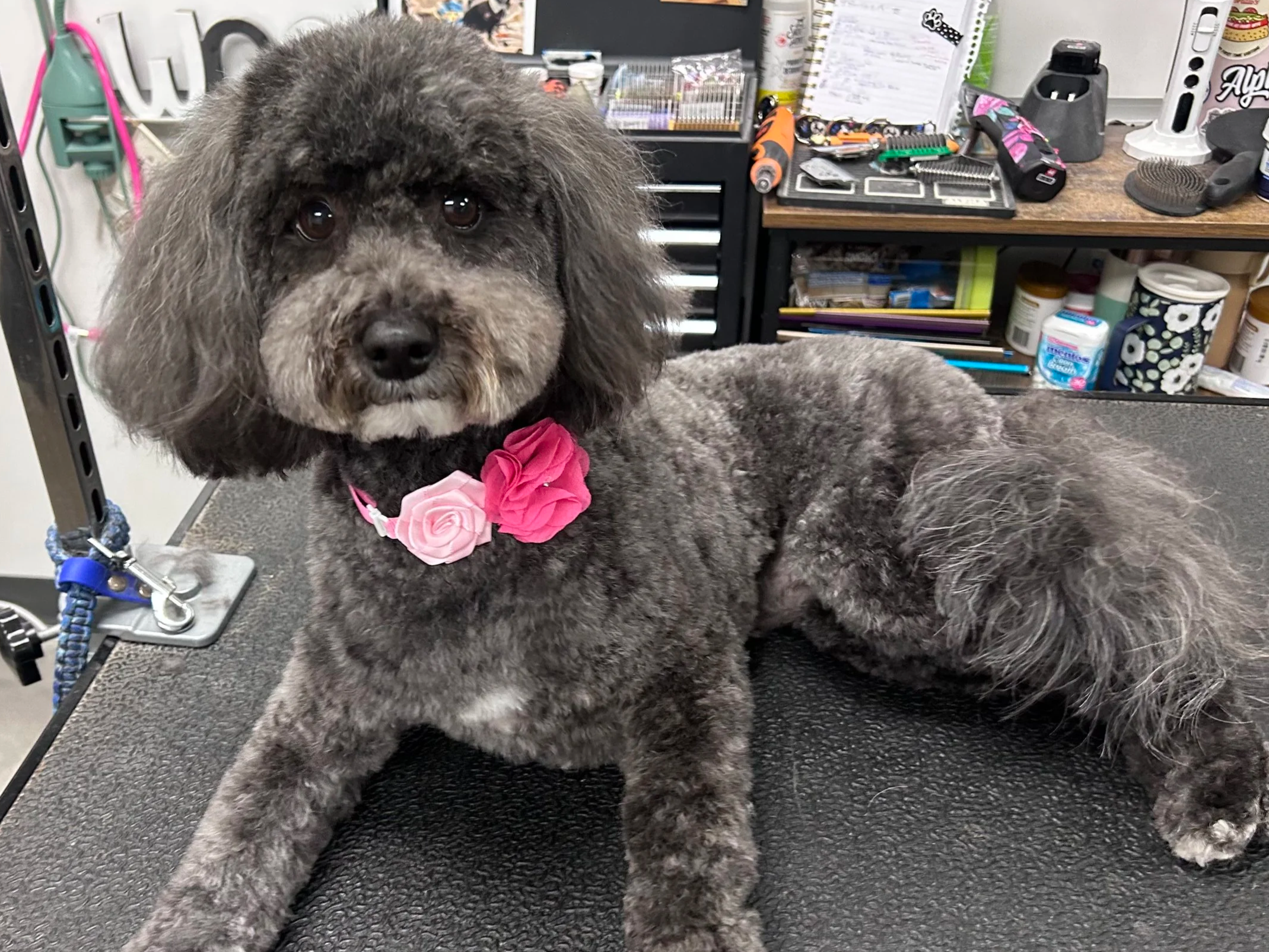 A small, curly-haired dog with gray fur and a pink and light pink flower collar, sitting on a grooming table in a grooming salon. The background shows grooming tools and supplies on shelves.