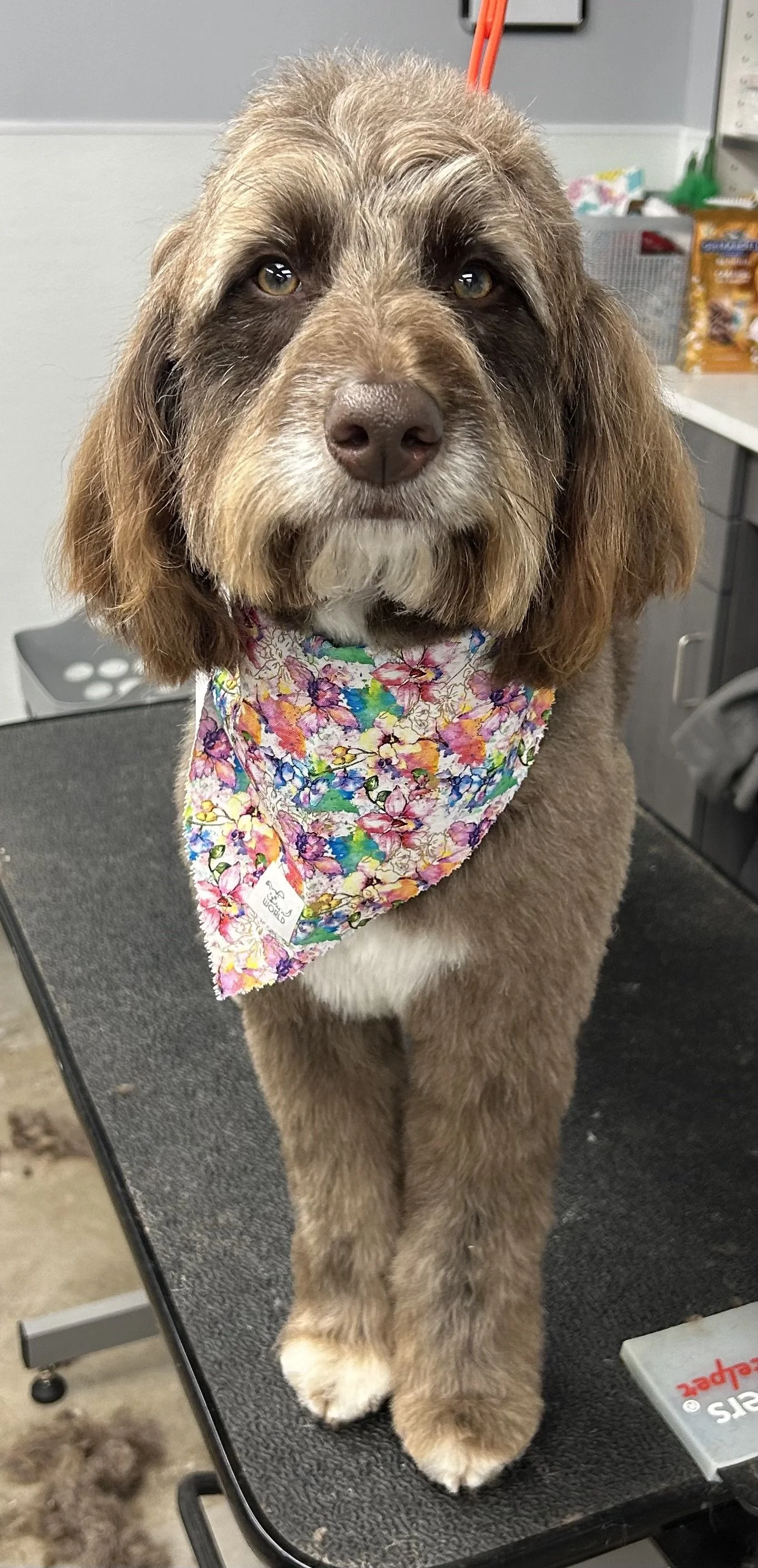 A cute brown and white dog with a floral bandana sitting on a grooming table in a pet grooming salon.