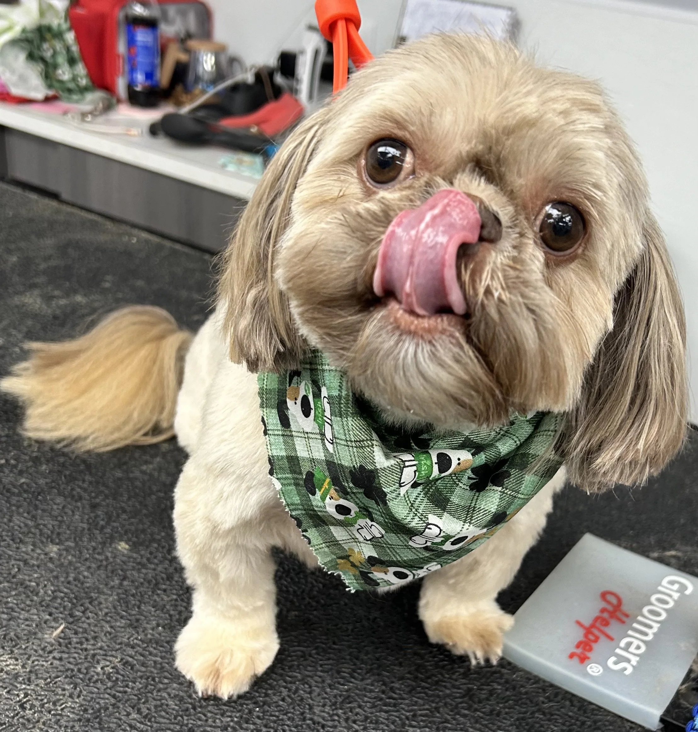 A small dog with long ears and light brown fur, wearing a green plaid bandana with cartoon characters, licking its nose while sitting on a black textured surface, with a cluttered background.
