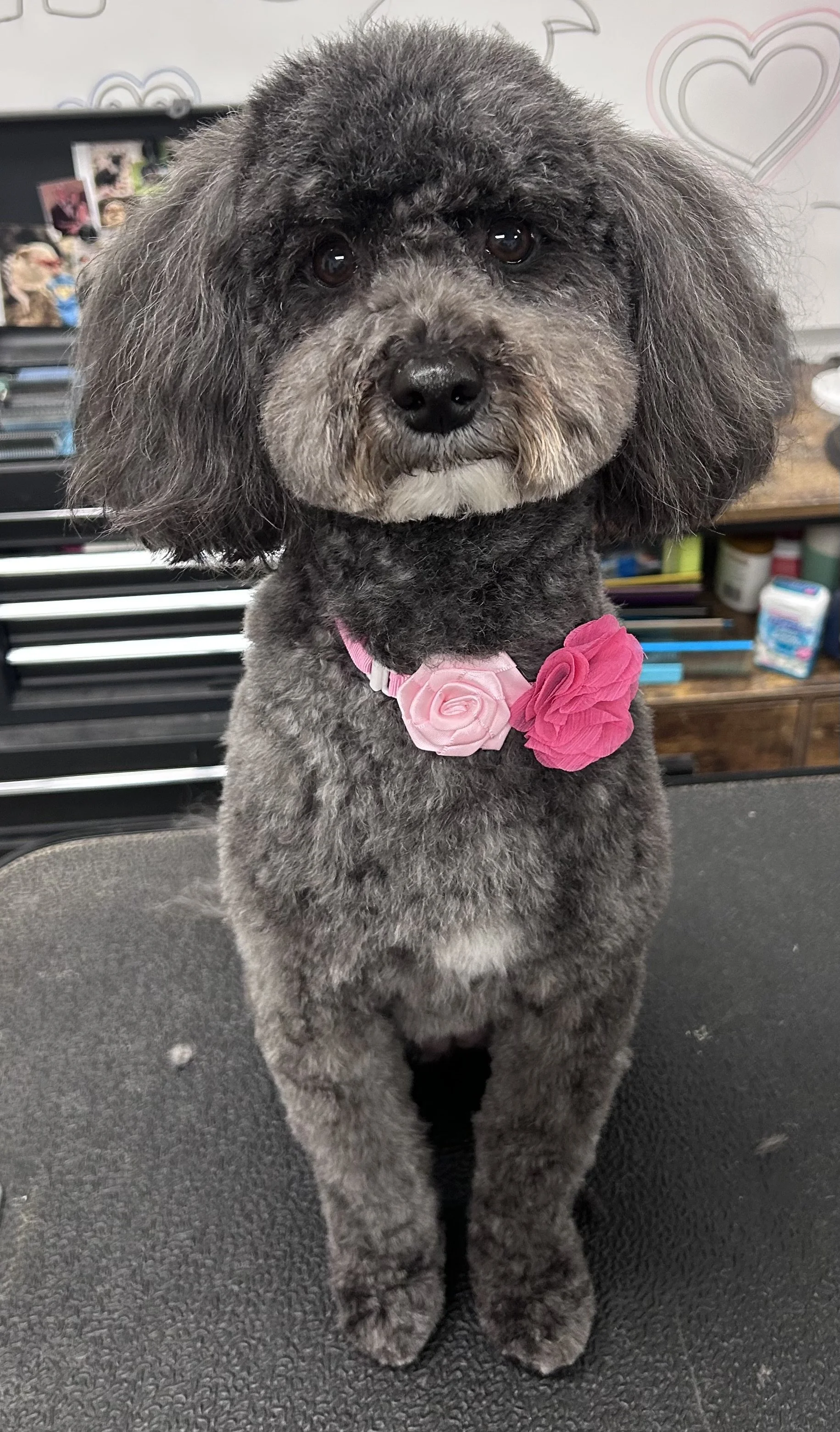 A cute gray dog with curly fur, wearing a pink collar with two fabric flowers, one pink and one darker pink, sitting on a table in a grooming salon.