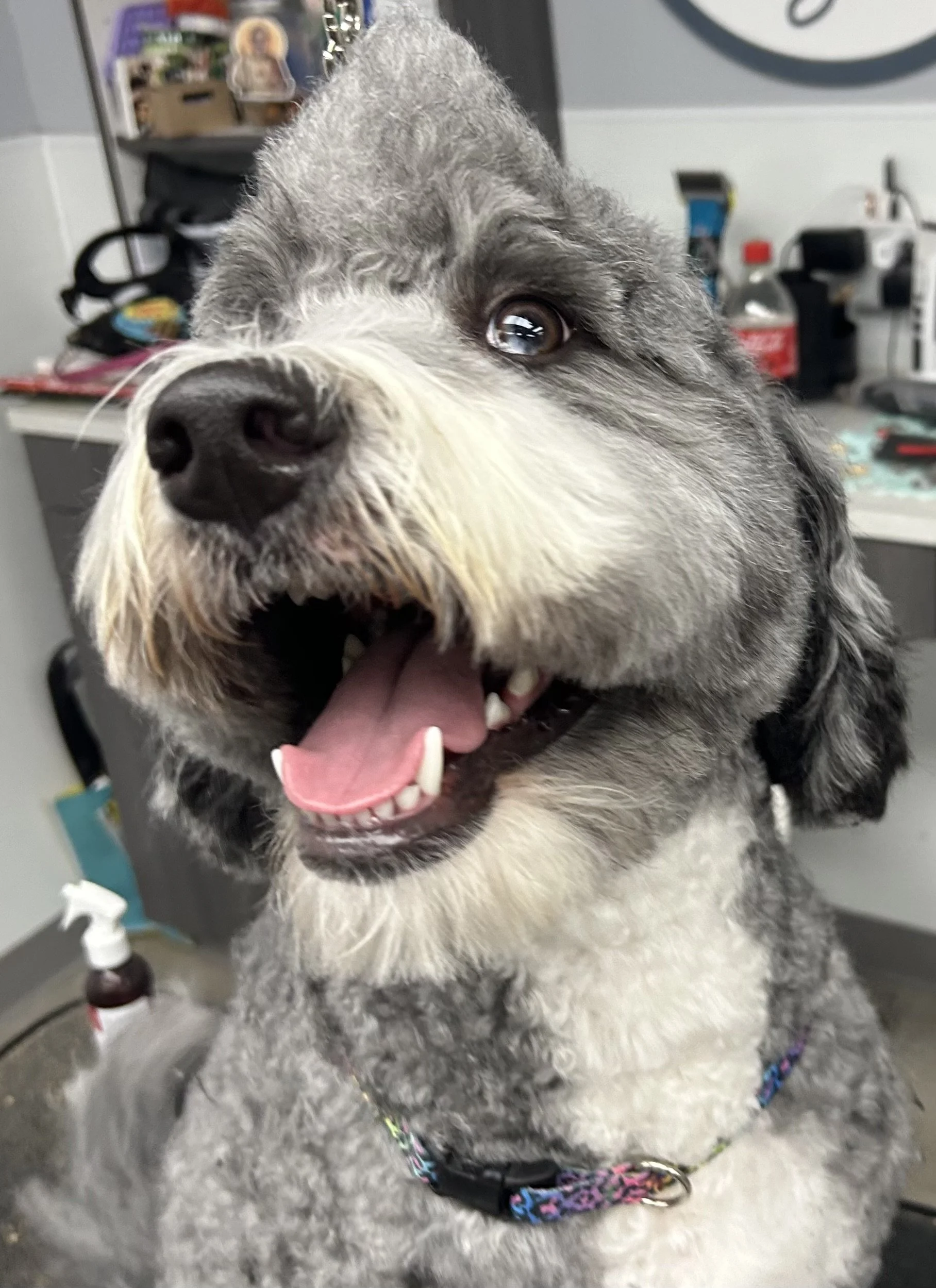 Close-up of a happy, fluffy gray and white dog with its tongue out, sitting in a veterinary or grooming office.