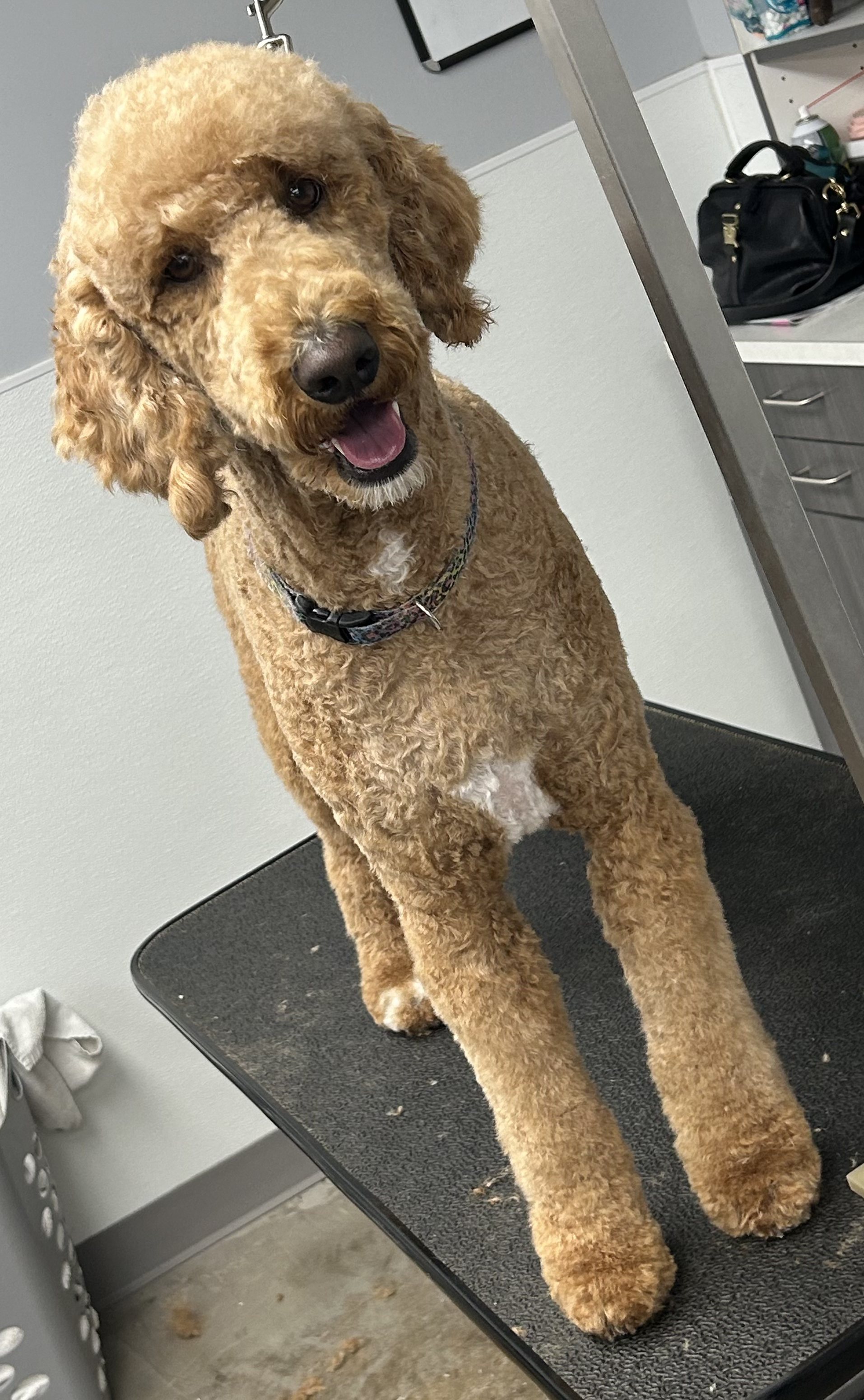 A curly-haired, tan dog standing on a grooming table, looking at the camera with a happy expression, in a grooming salon.