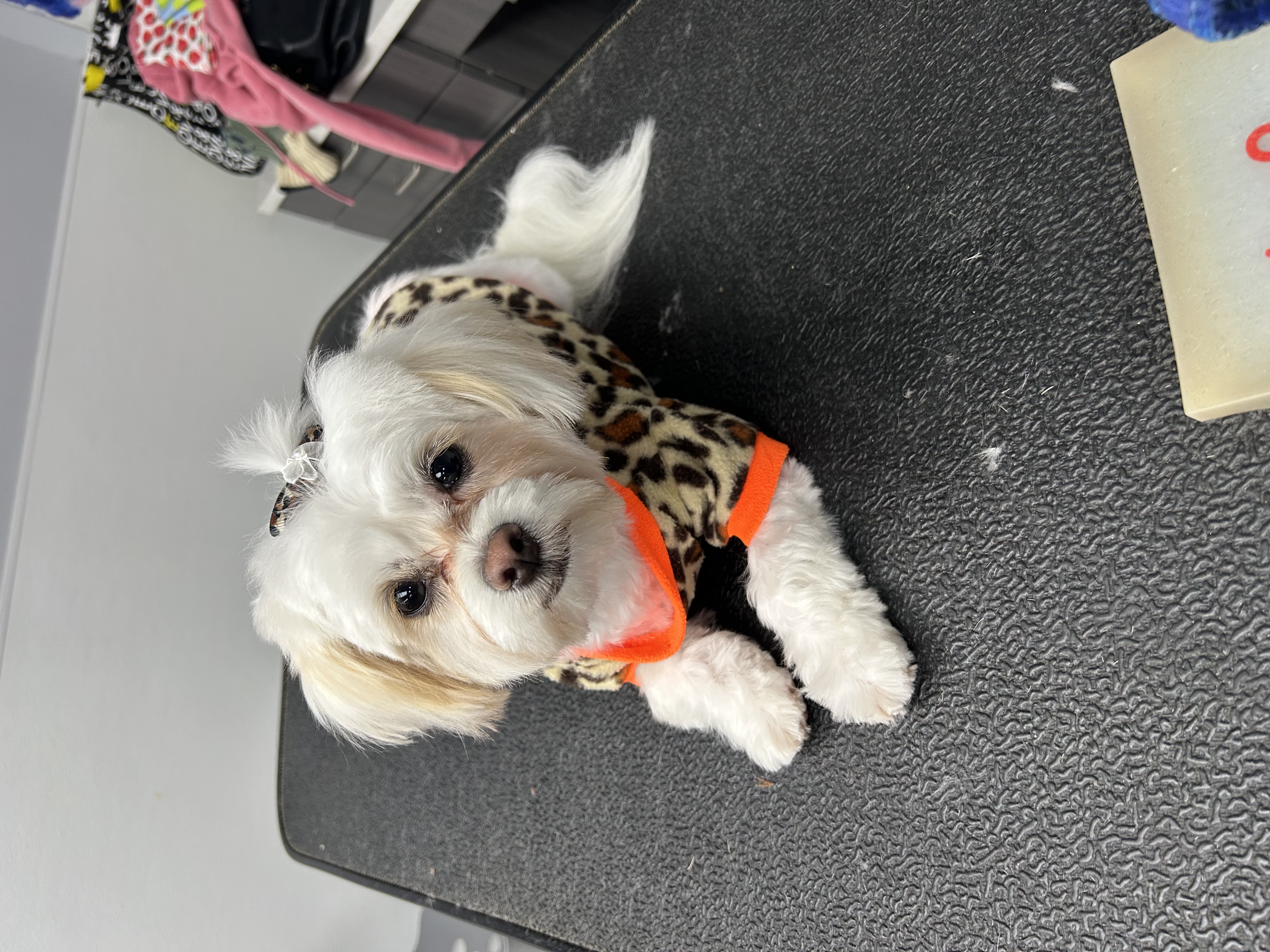 A small white dog wearing a leopard print coat and an orange bandana, sitting on a black textured surface. There are some objects and a pink leash in the background.