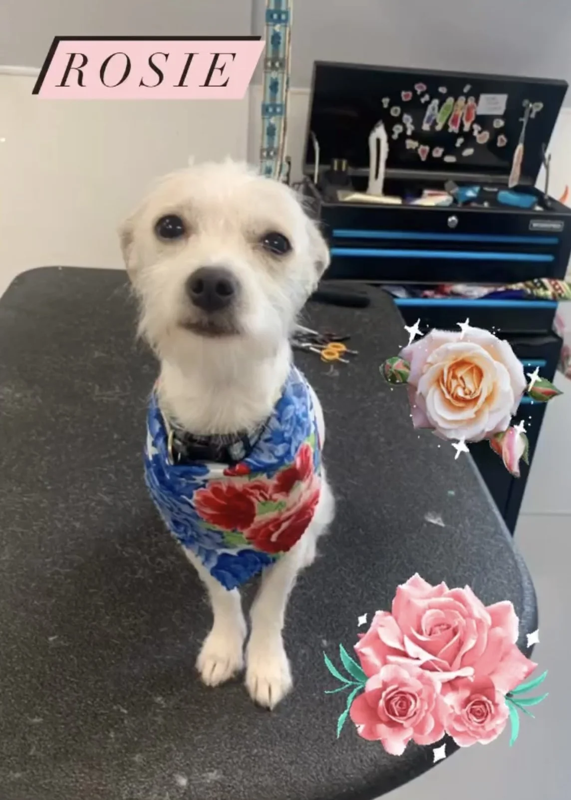 Small dog with white fur wearing a blue floral bandana, sitting on a black grooming table with grooming tools in the background. The image has text label "ROSIE" and decorative flowers digitally added.