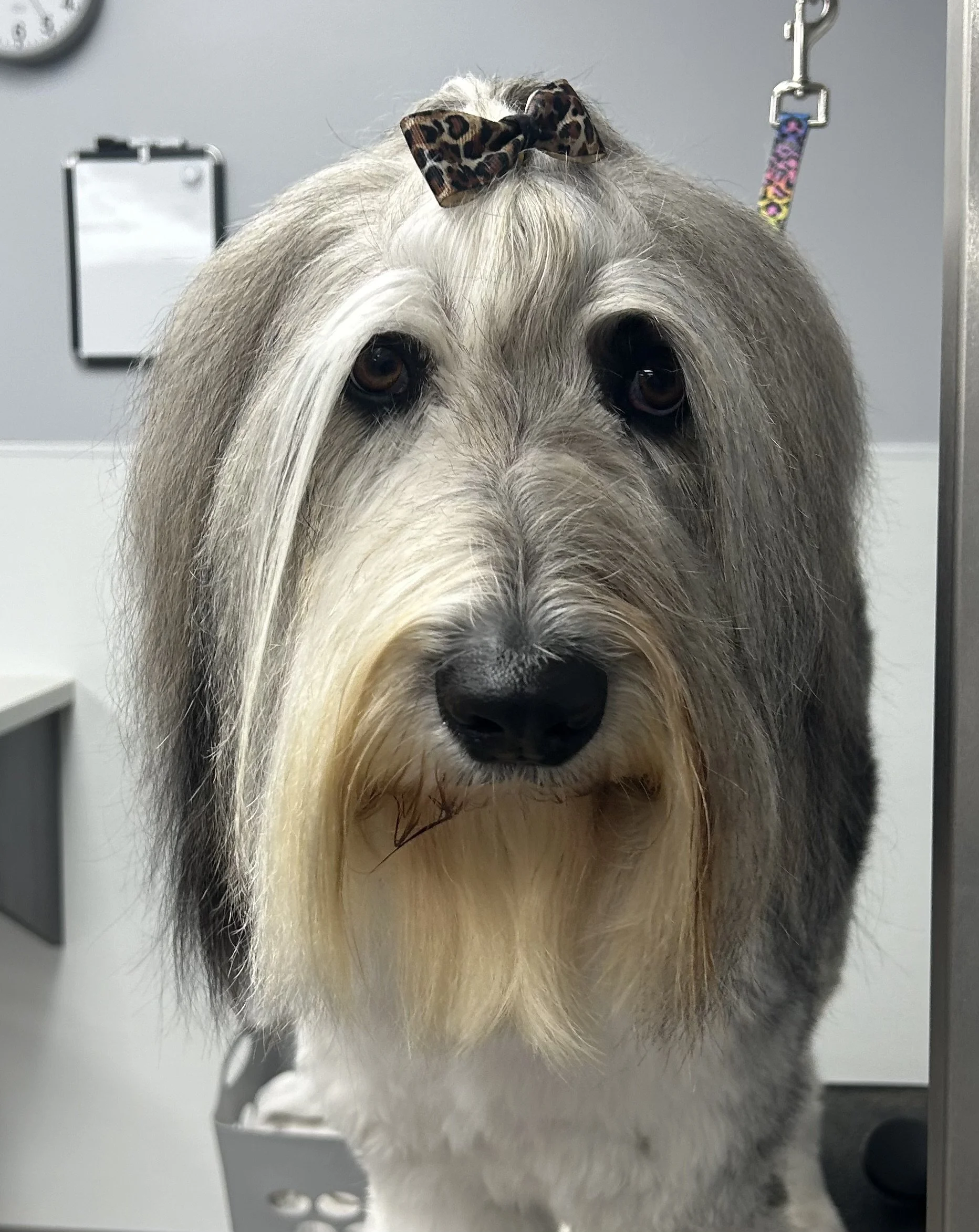 A large dog with long gray and white fur, a prominent beard, and a leopard-print bow on its head, standing on a grooming table in a veterinary clinic or grooming salon.
