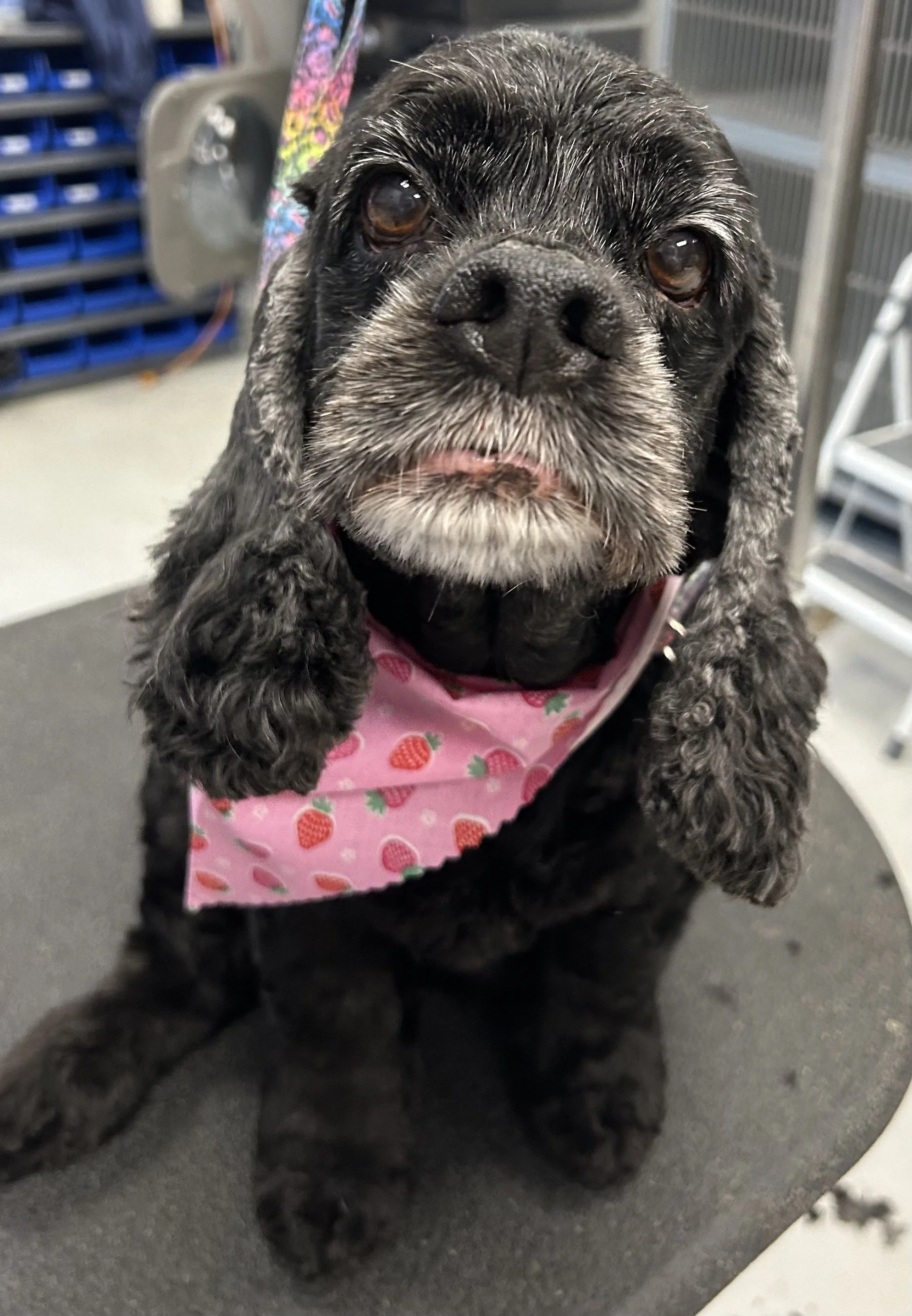 A black dog with gray facial fur and long ears wearing a pink bandana with strawberry print, sitting on a grooming table.