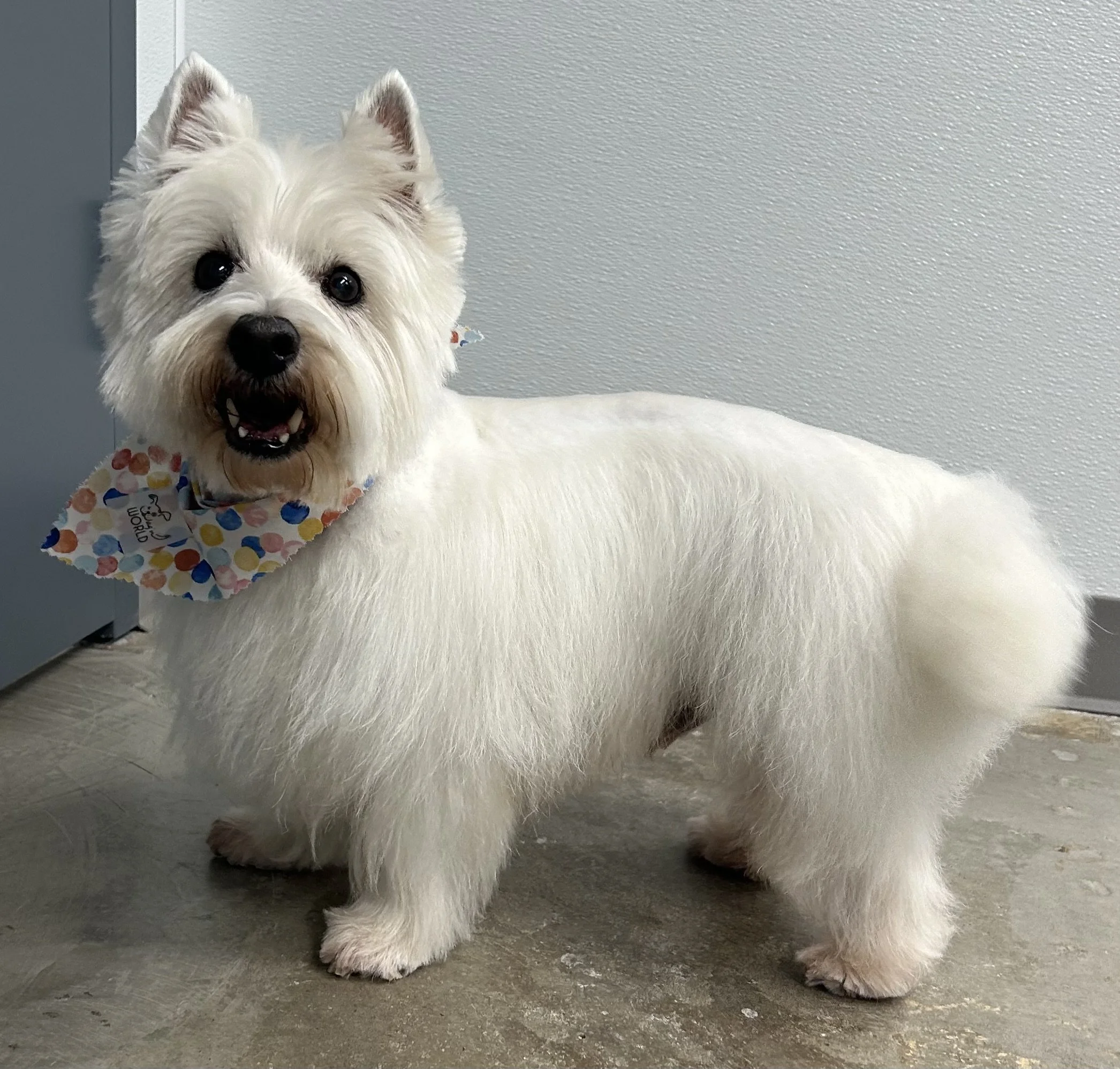 A white West Highland Terrier dog with a colorful polka dot bandana around its neck, standing on a gray floor against a light-colored wall, looking at the camera with its mouth open.