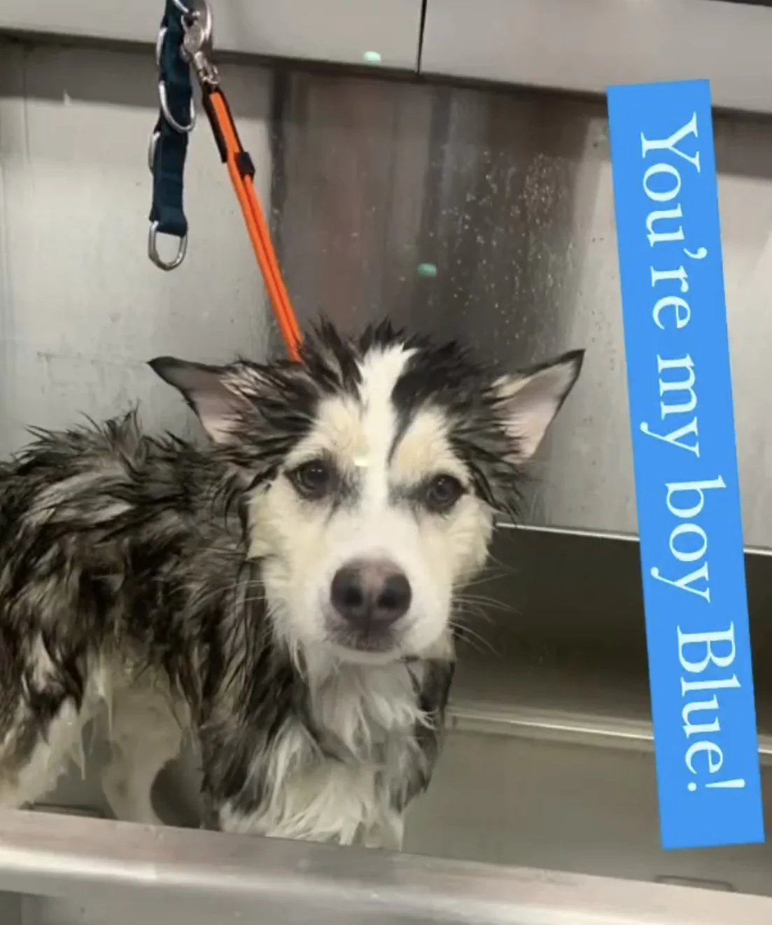 A wet dog, possibly a Border Collie mix, in a grooming or bathing tub with a sign that reads 'Big, You're my big, my big.'