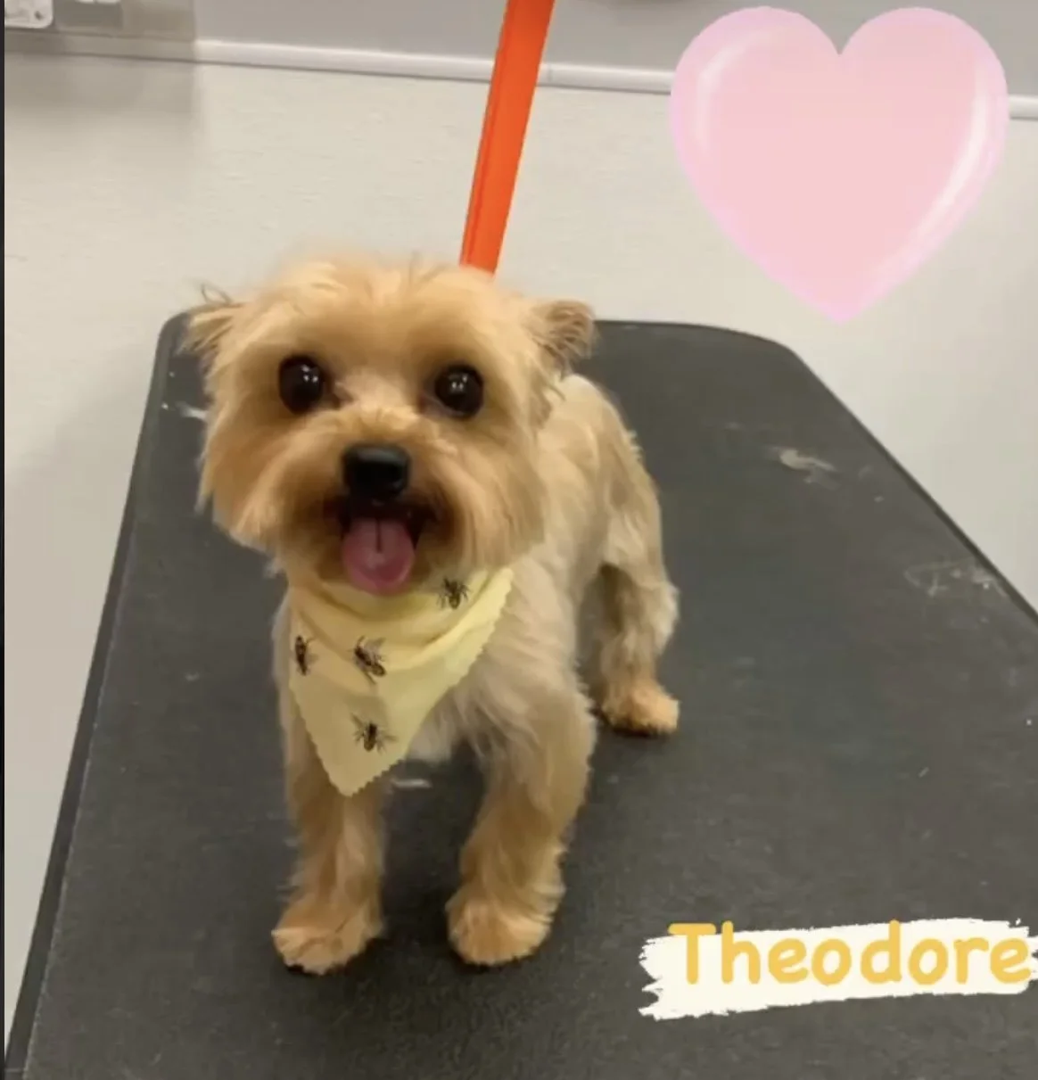 A small, fluffy, tan-colored dog with big, dark eyes and an open mouth, standing on a grooming table. The dog is wearing a yellow bandana with black bee patterns. A pink heart graphic and the name "Theodore" in yellow text are overlaid on the image.