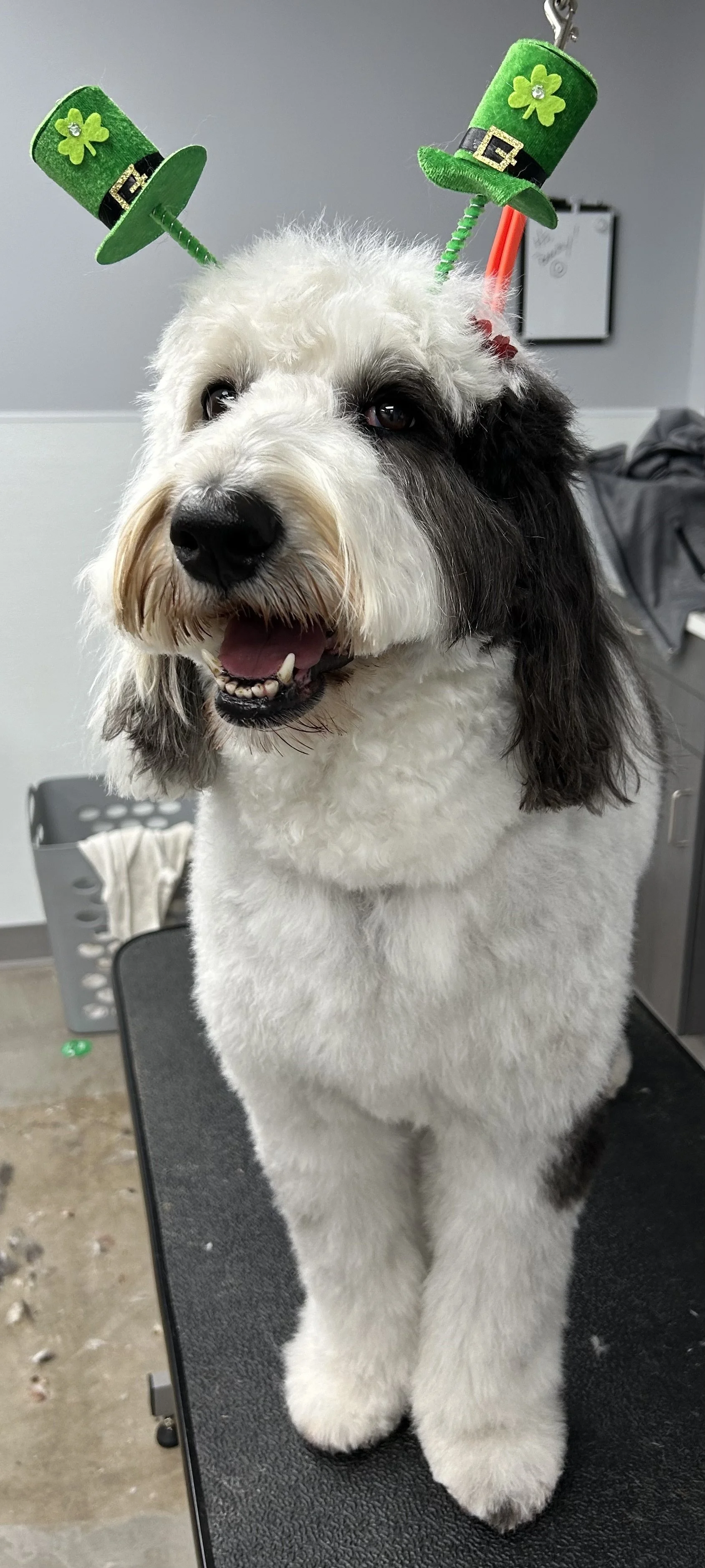 Cute fluffy dog with black and white fur wearing green St. Patrick's Day hat headbands, sitting on grooming table with grooming supplies in background.