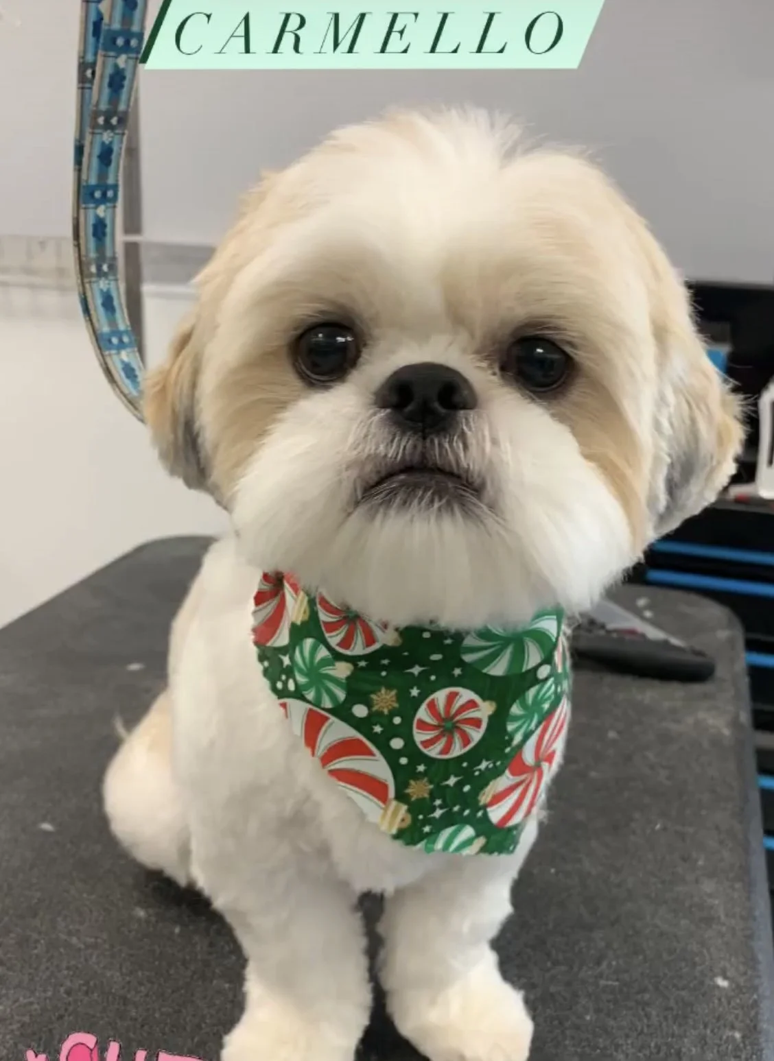 A small, fluffy dog with a beige and white coat, sitting on a grooming table, wearing a festive green bandana with red and white peppermint candy patterns, and a small Christmas-themed bow. The dog has large, dark eyes and a black nose.
