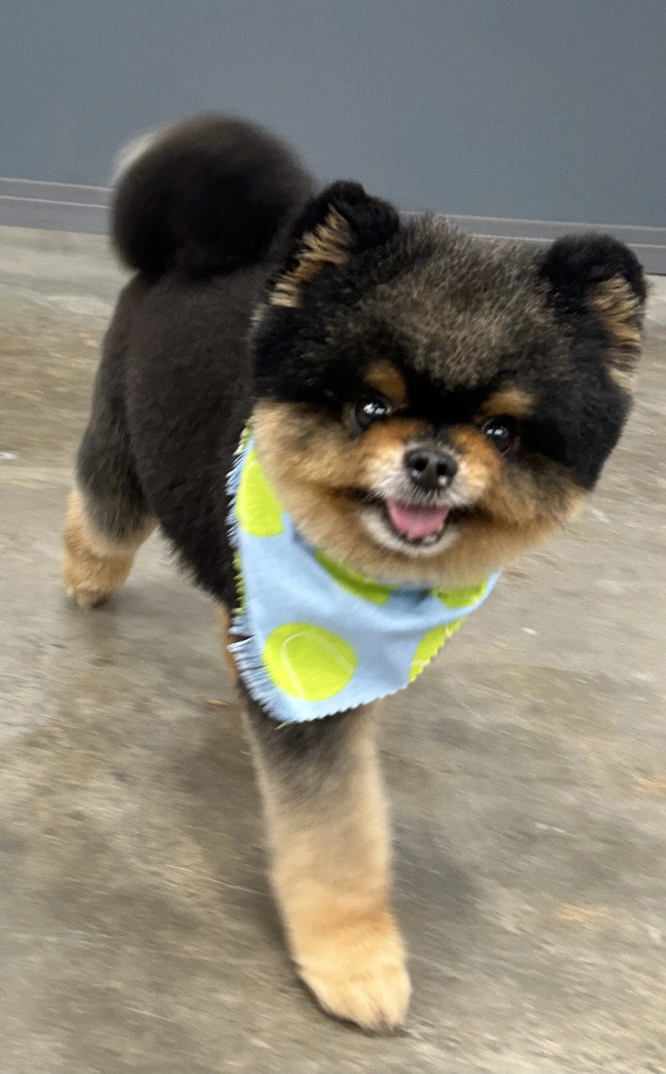 A cute small dog with fluffy fur, wearing a blue bandana with green tennis ball prints, standing on a gray floor with a gray wall background.