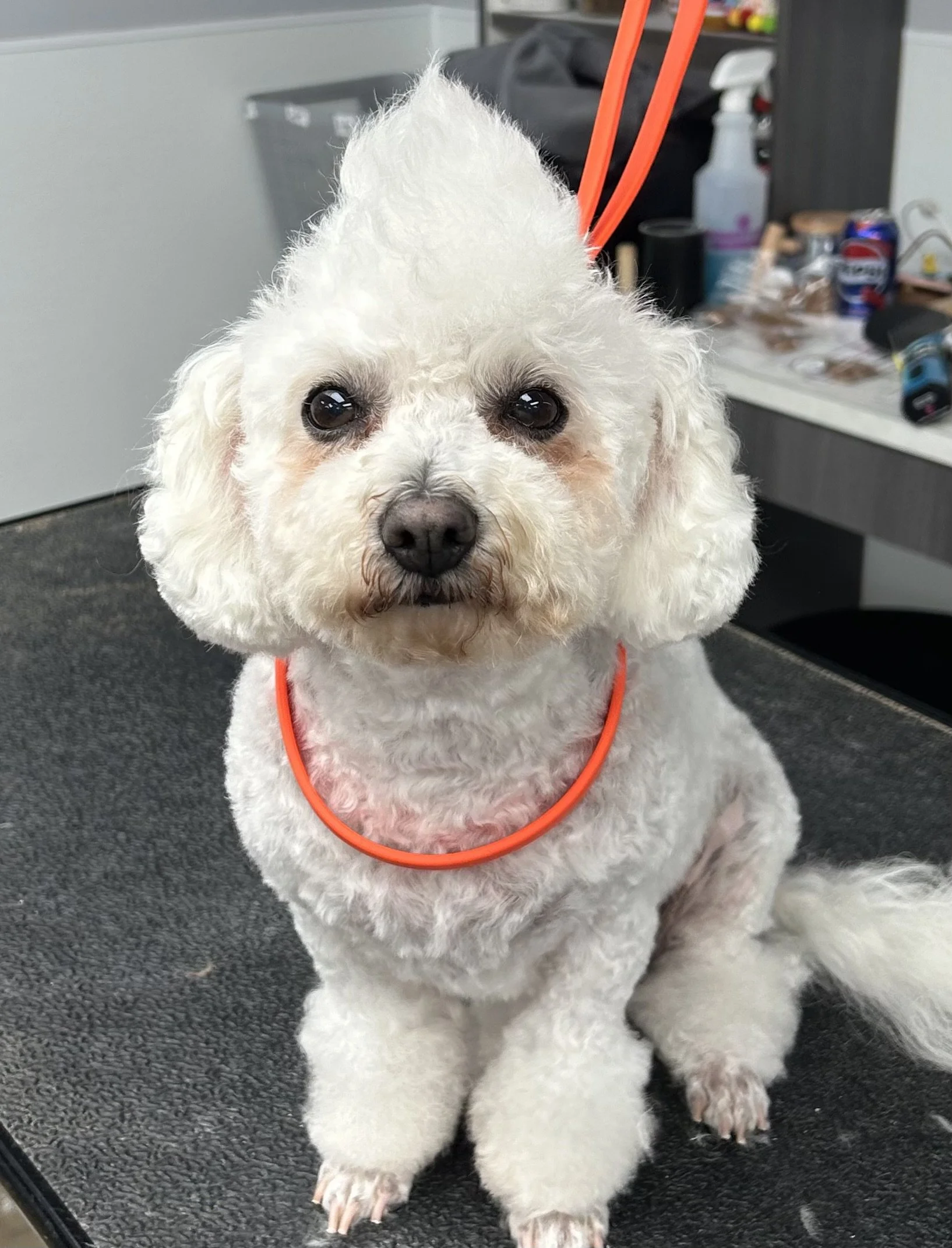 A white, fluffy dog with curly fur and large eyes sitting on a grooming table, wearing an orange grooming loop around its neck, at a pet grooming salon.