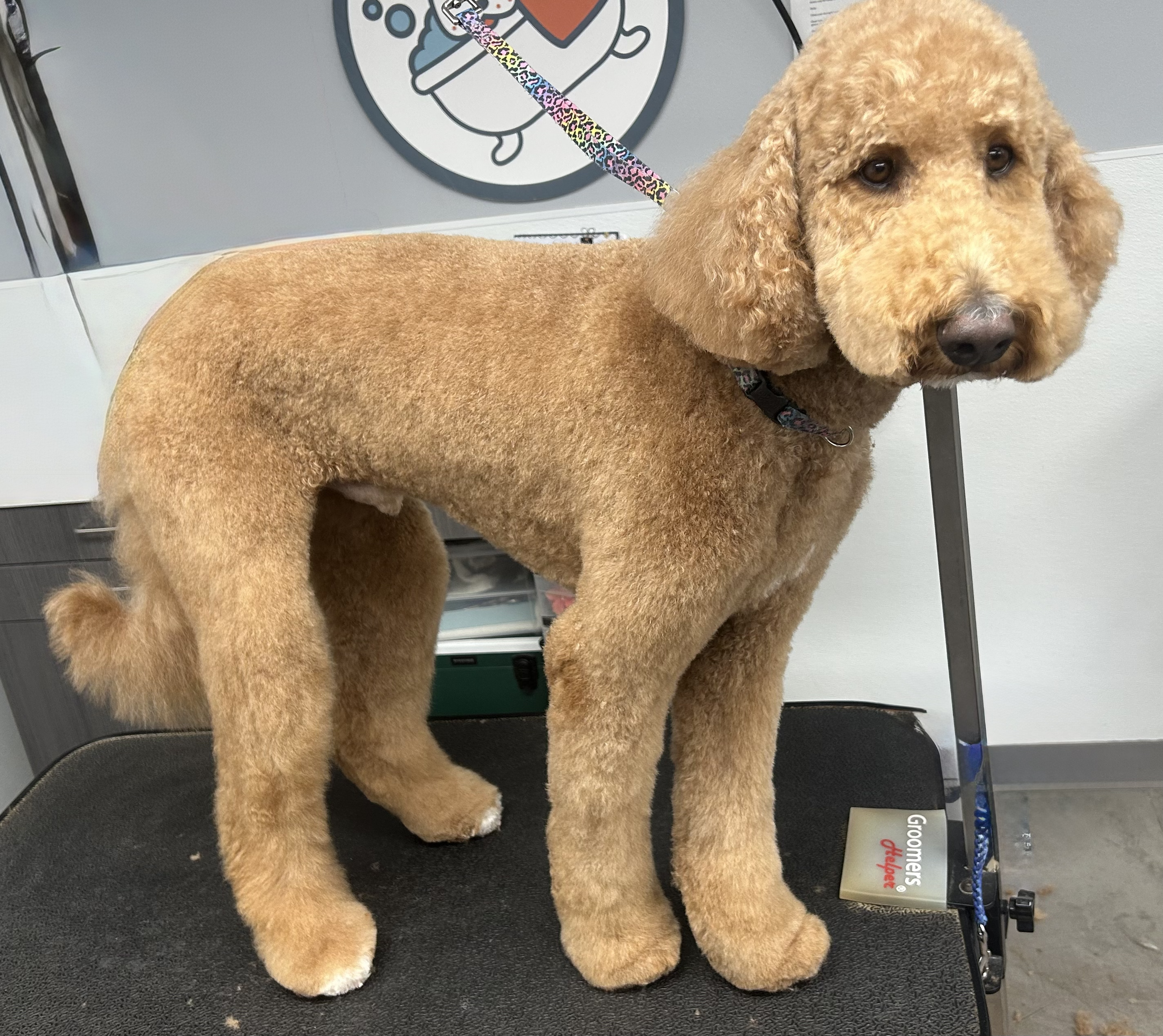 A groomed stand grooming table with a poodle. The dog has a golden, curly coat and relaxed expression. The background features a wall with a cartoon-style bathtub and rubber duck pictogram.